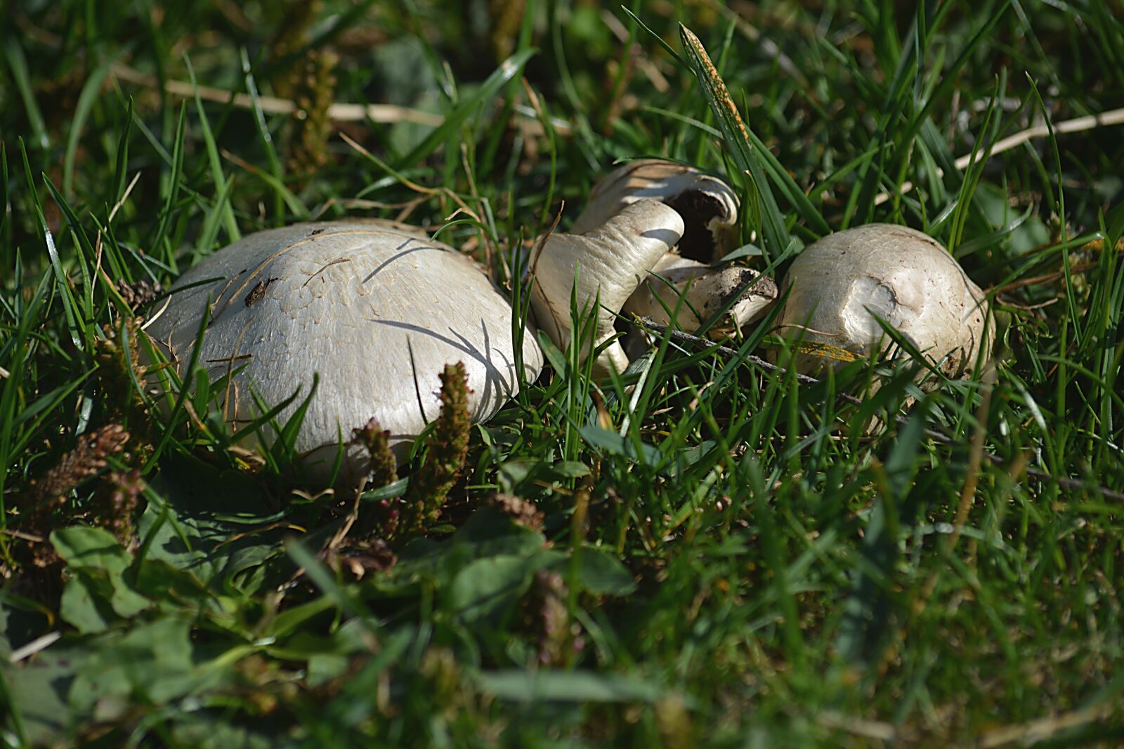 Nikon D5200 sample photo. Mushrooms, nature, prairie photography