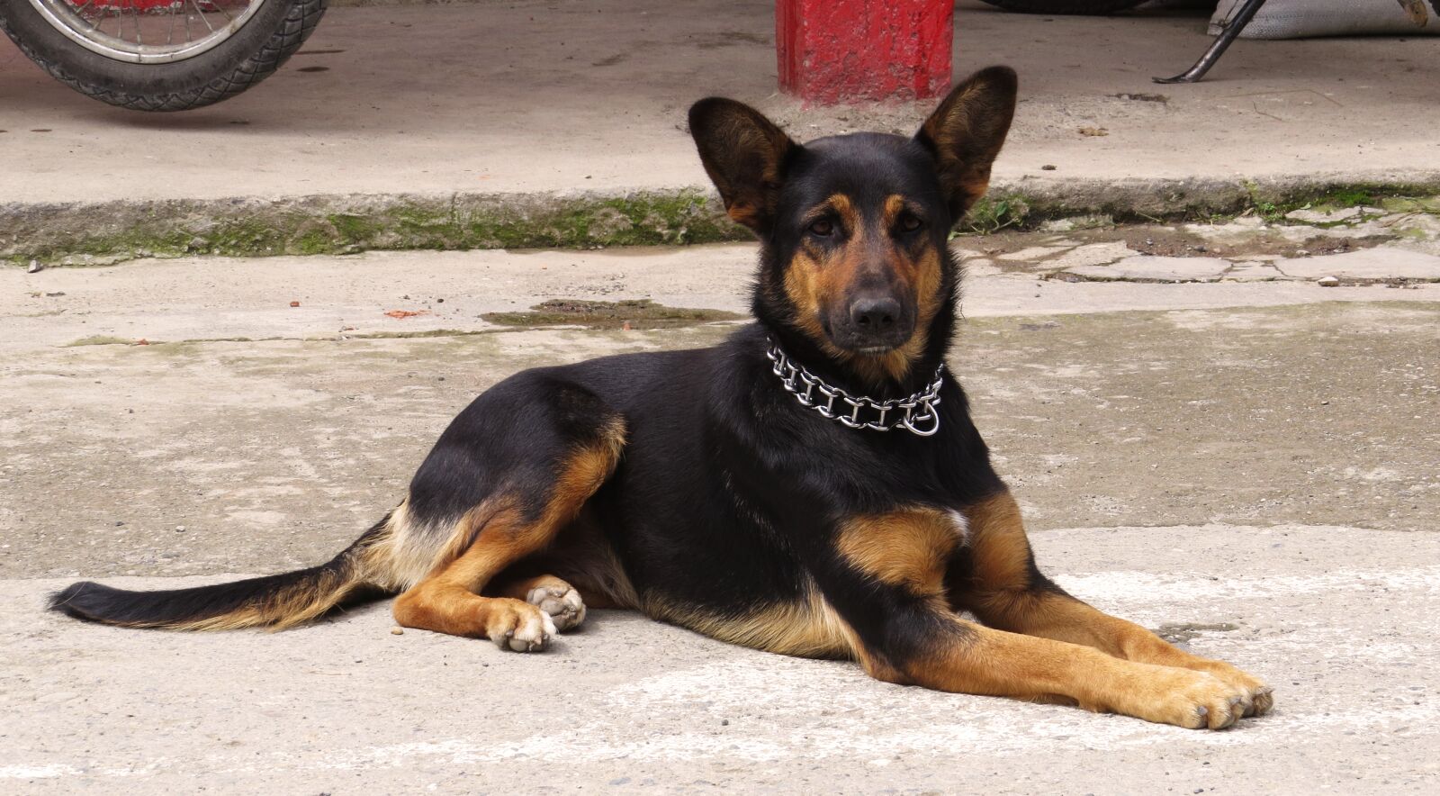 Canon PowerShot SX50 HS sample photo. Animal, fauna, dog photography