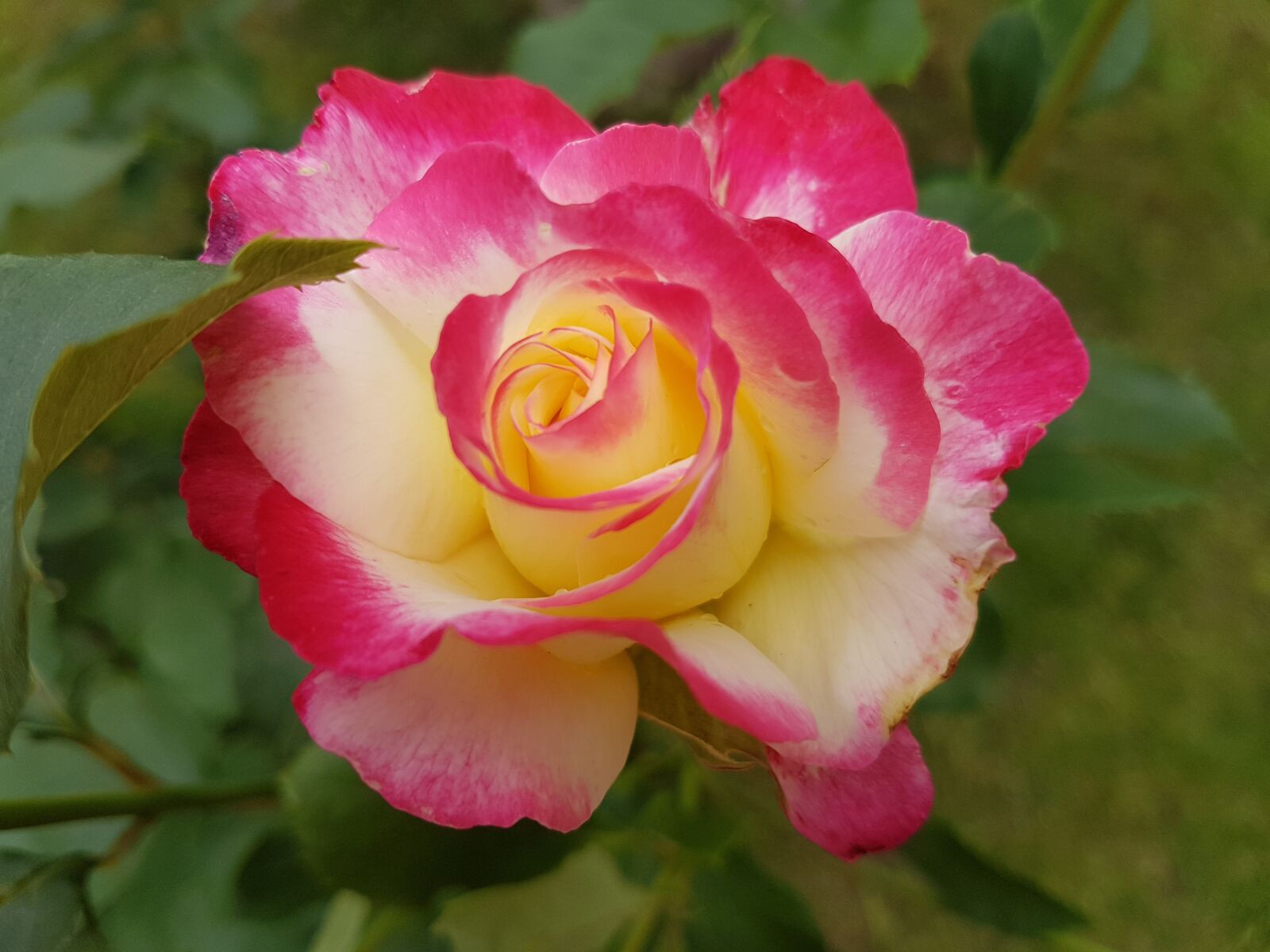 Samsung Galaxy S7 sample photo. Rose, flowers, summer photography