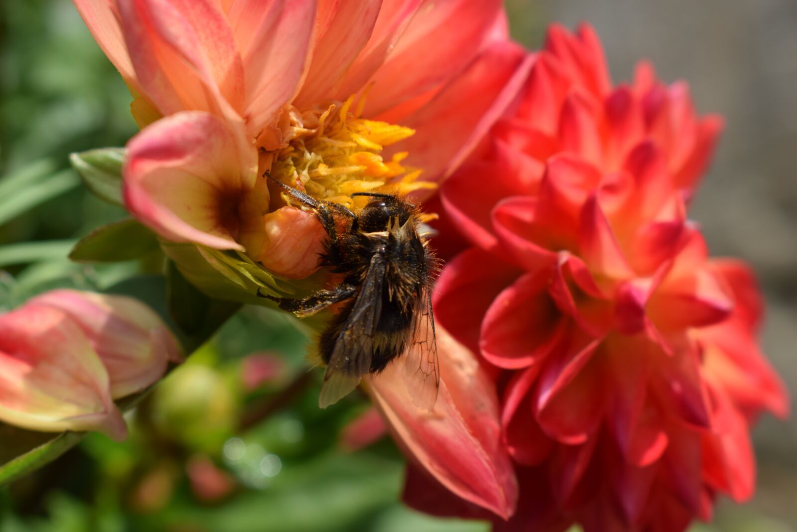 Nikon D3300 sample photo. Dahlia, flower, dalia photography