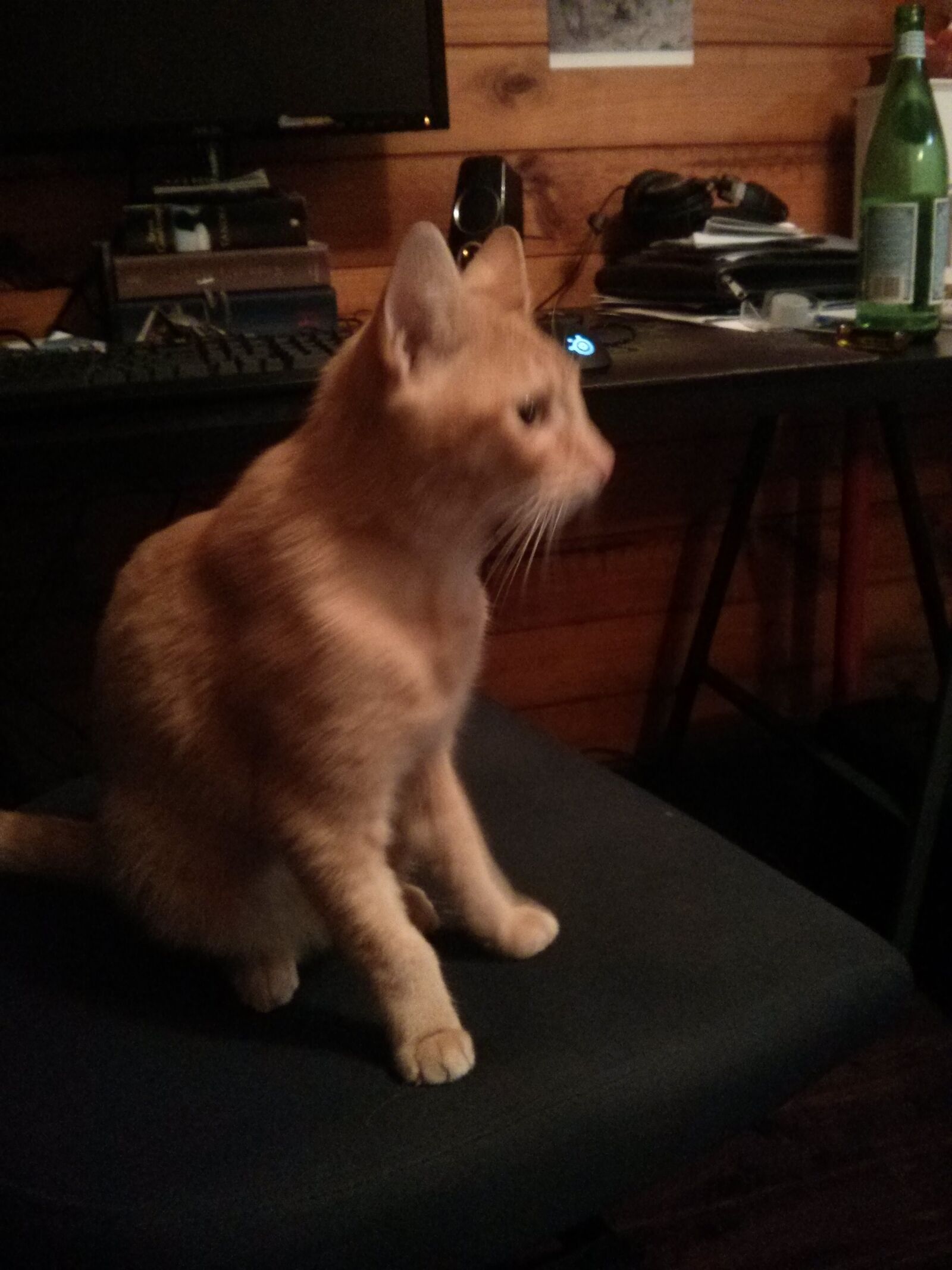 LG Nexus 4 sample photo. Cat, ginger, animal photography
