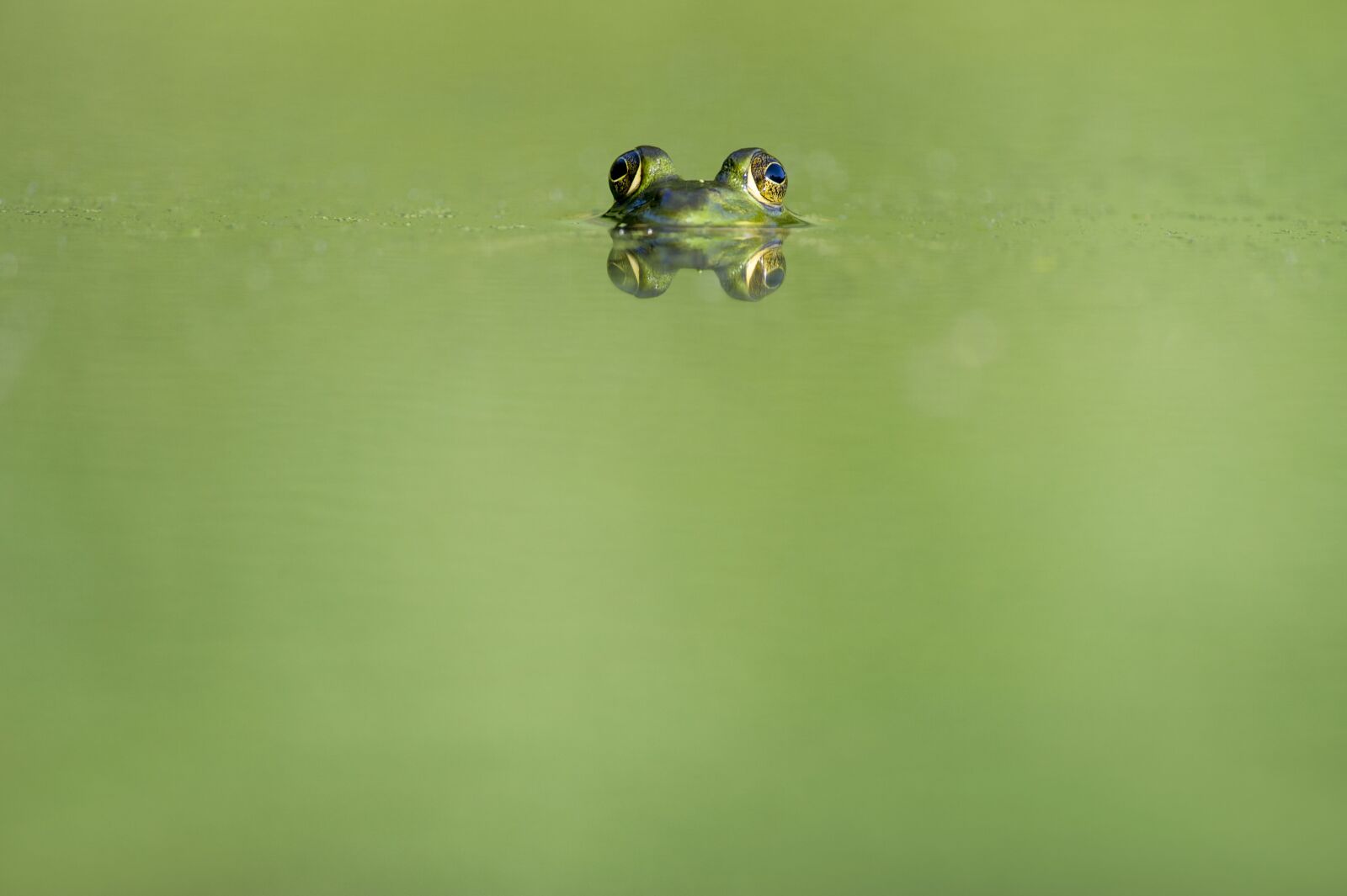 Nikon D3S sample photo. Animal, beady eyed, blur photography