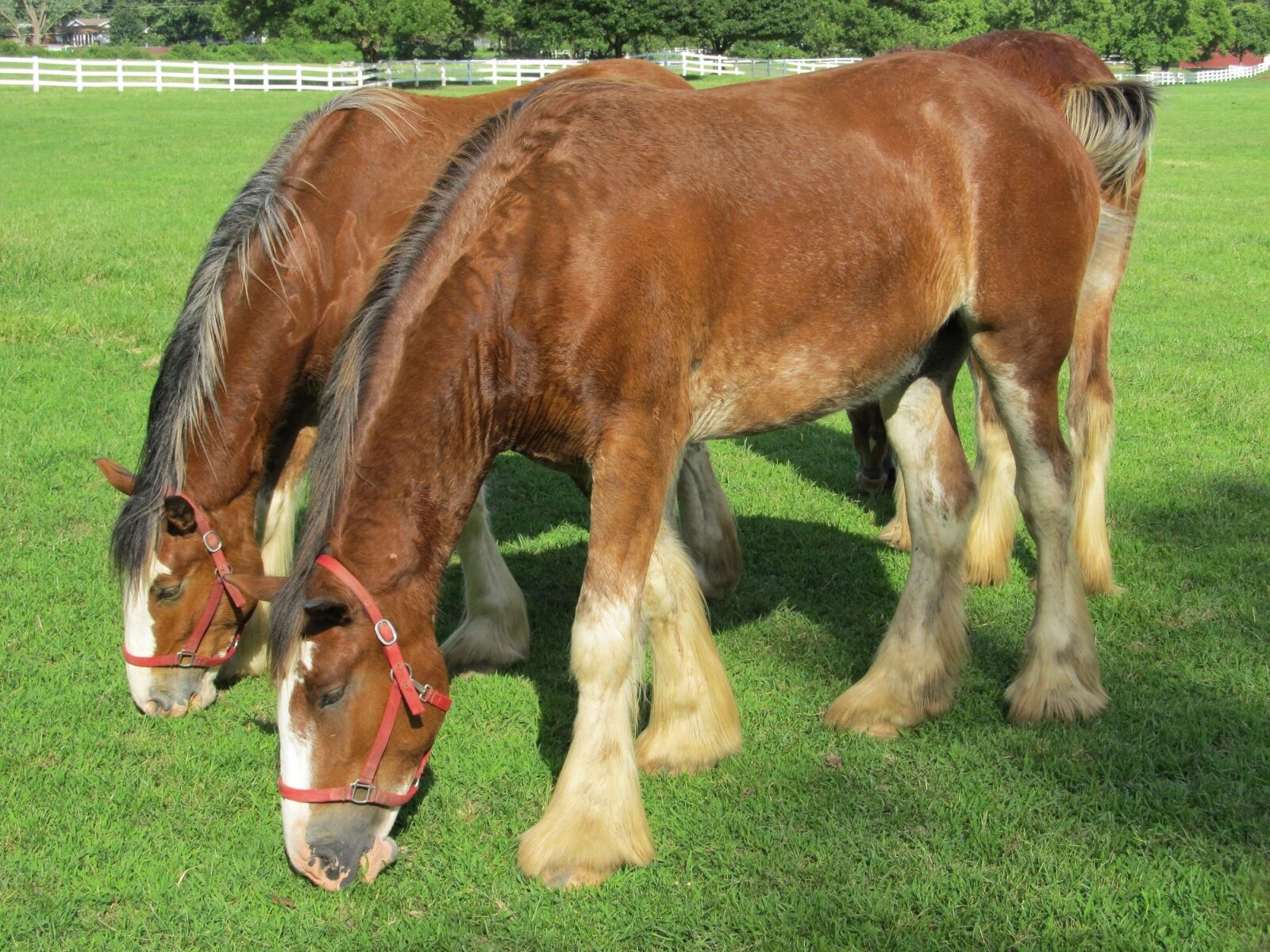 Canon PowerShot SX130 IS sample photo. Clydesdales, horses, purebred photography