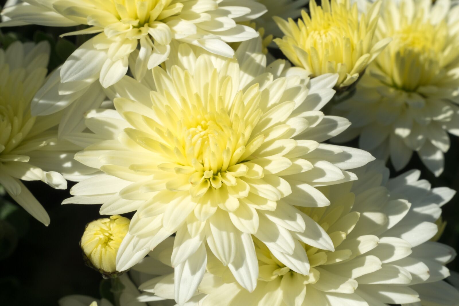 Fujifilm X-T10 sample photo. Flower, chrysanthemum, autumn photography