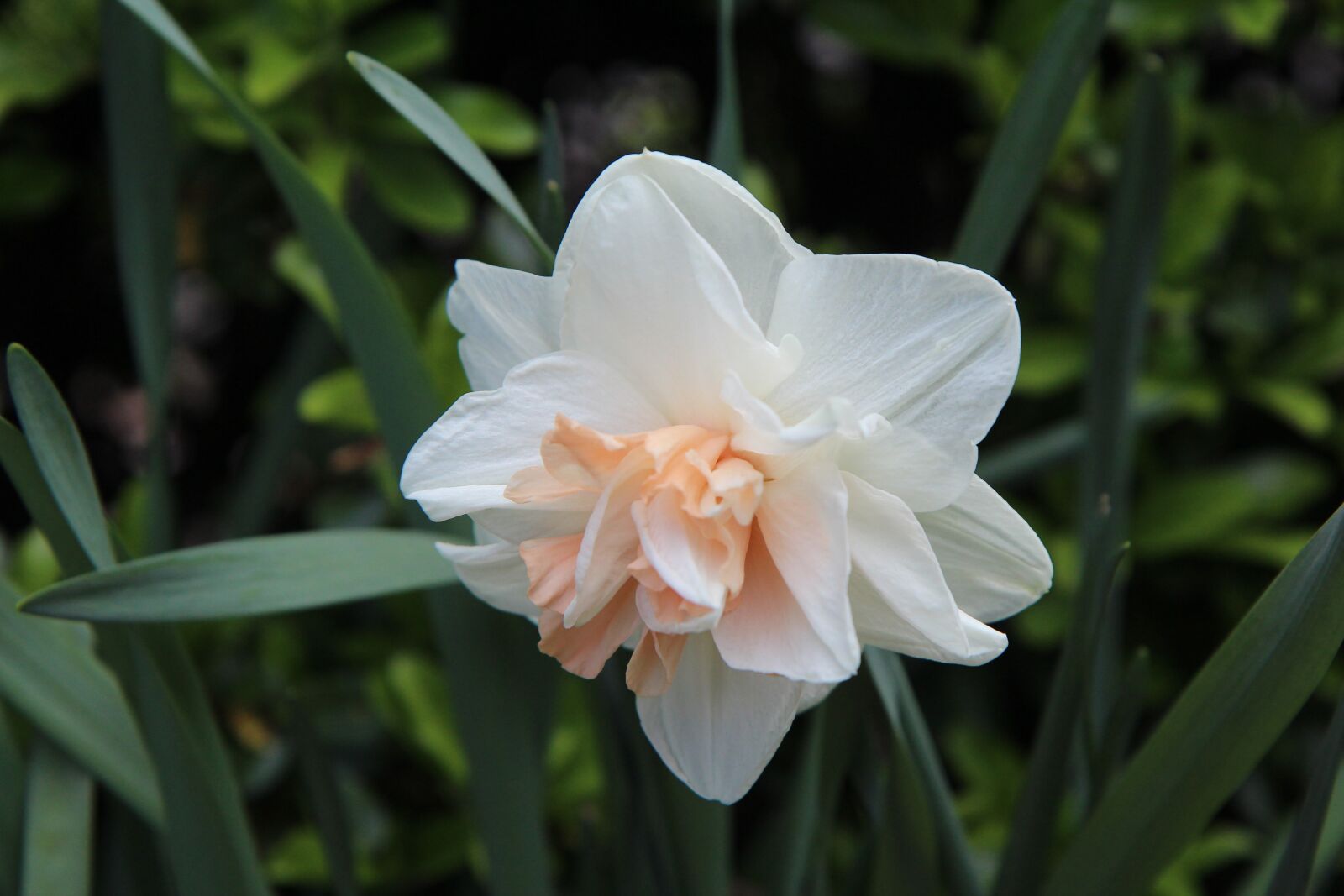 Canon EOS 600D (Rebel EOS T3i / EOS Kiss X5) sample photo. Narcissus, daffodils, bi-color photography