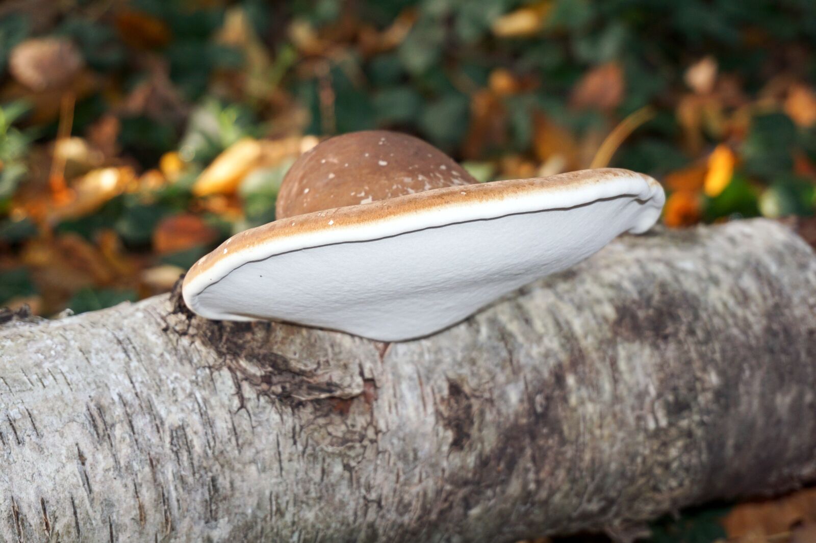 Sony a6000 sample photo. Birch lingzhi, mushroom, tree photography