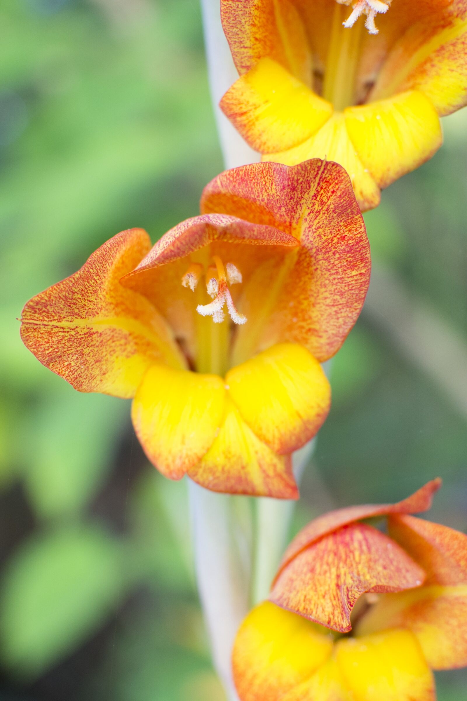 Nikon D7100 sample photo. Lily, gladiolus, sword lily photography