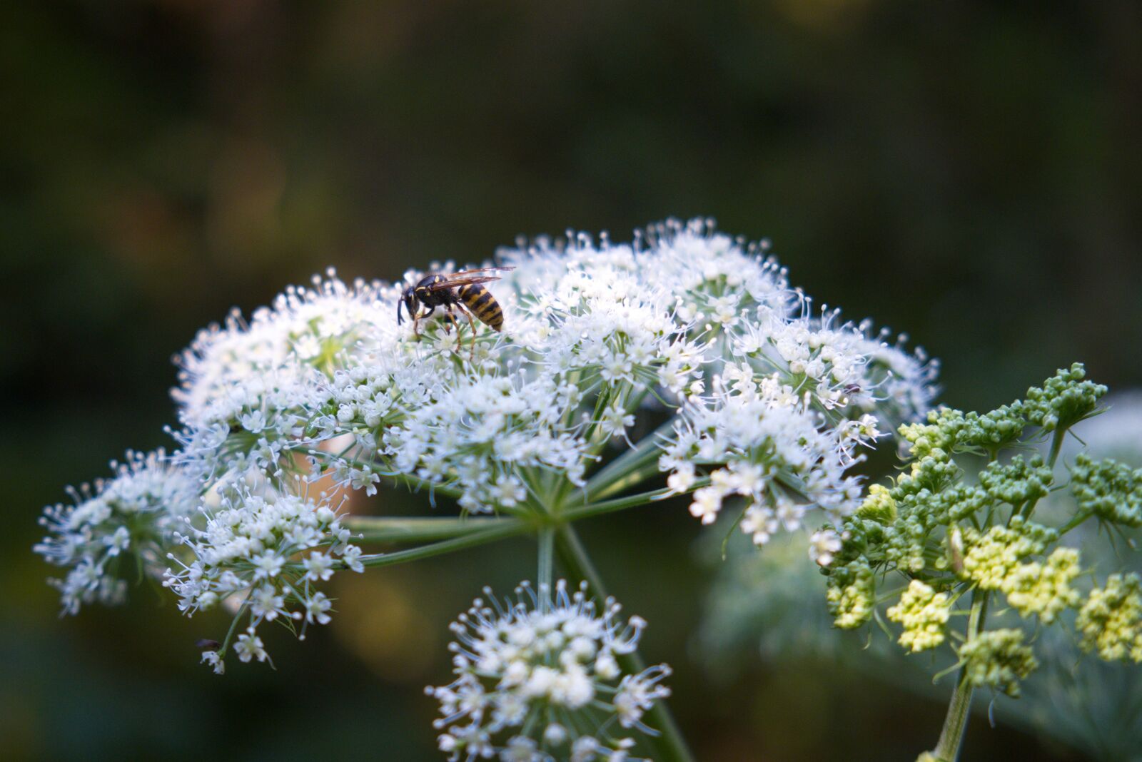 Fujifilm X-T20 sample photo. Wasp, yarrow, nature photography