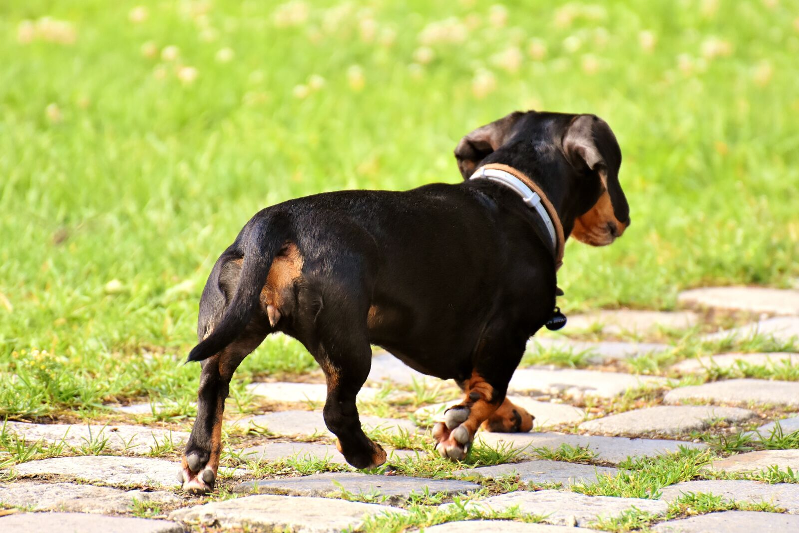 Nikon D7200 sample photo. Dachshund, dog, pet photography