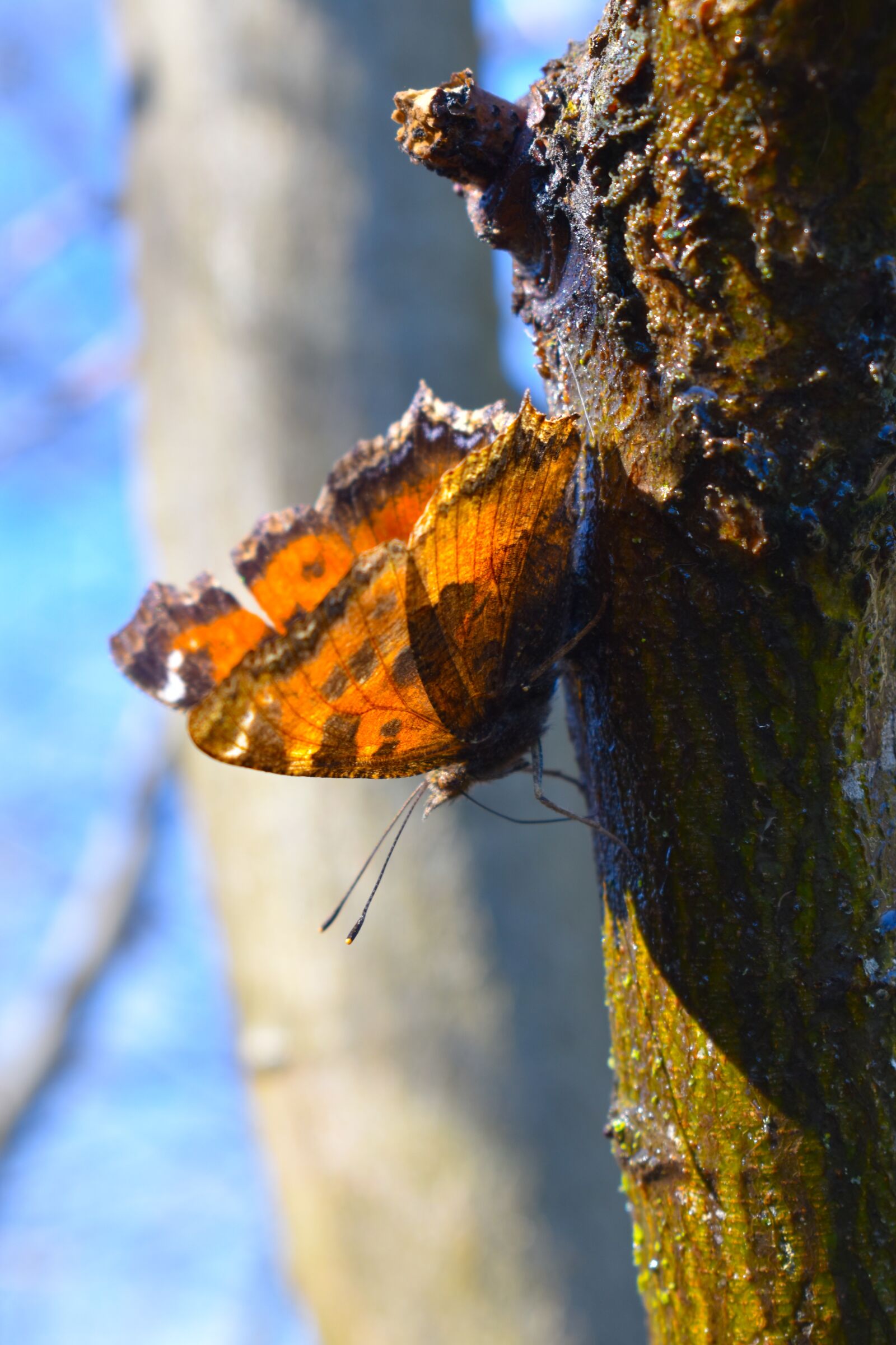 Nikon D3500 sample photo. Nature, animal, butterfly photography