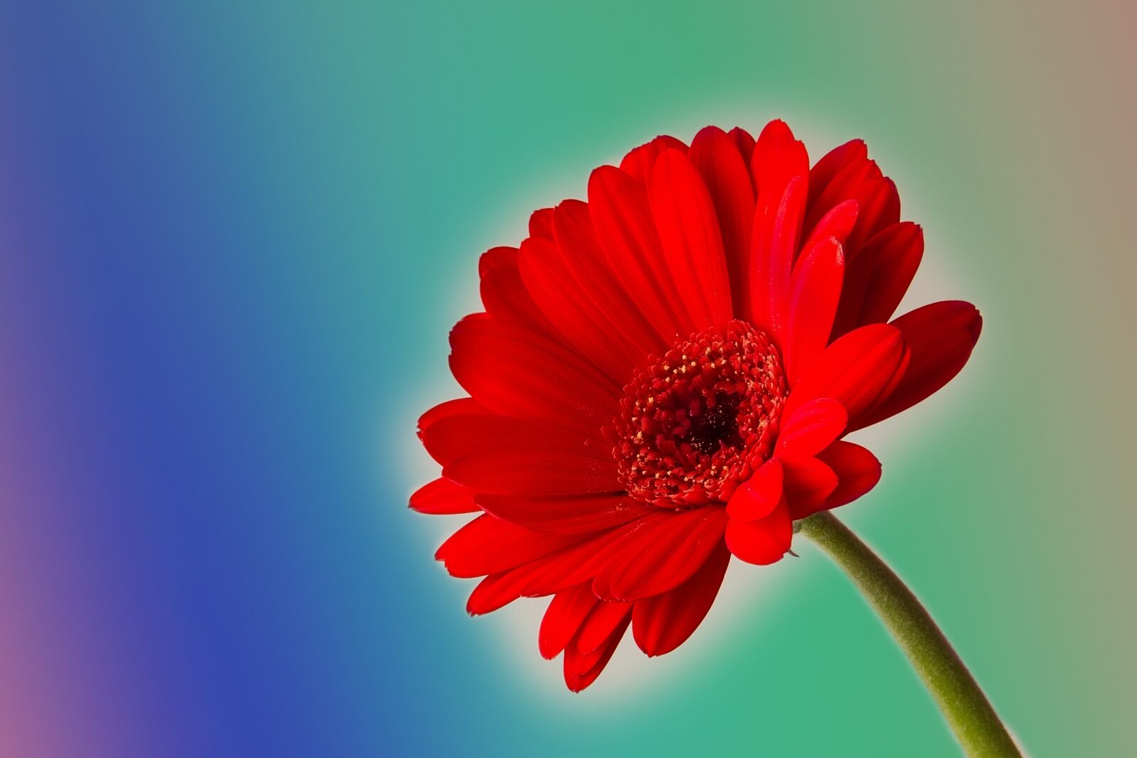 Canon EOS 7D sample photo. Flower, nature, plant photography