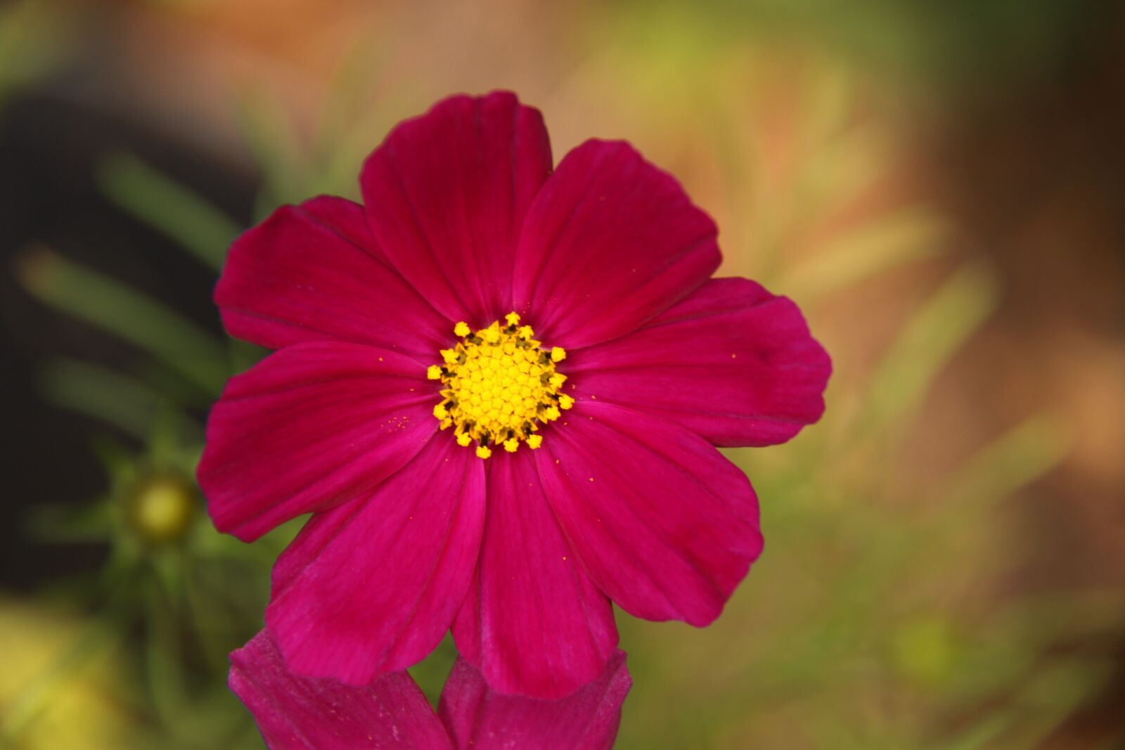 Canon EOS 50D sample photo. Cosmos, red, natural photography