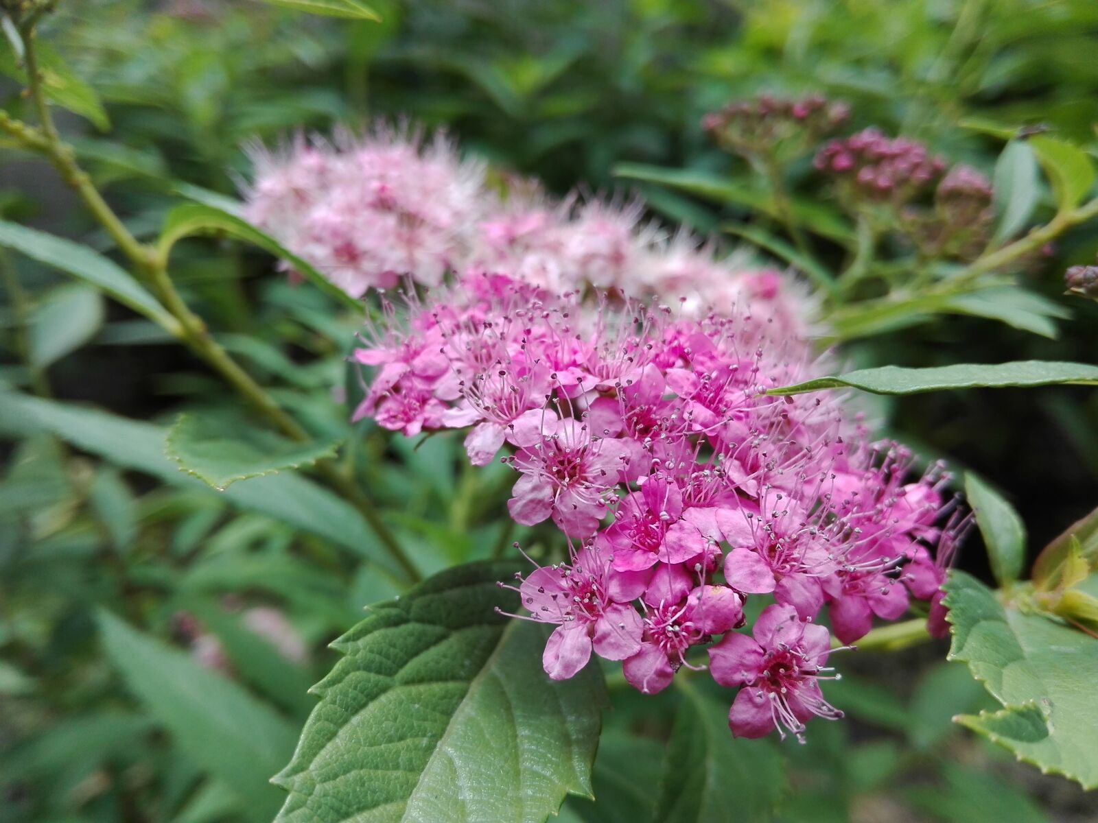 HUAWEI P8 Lite sample photo. Flower, pink, summer photography