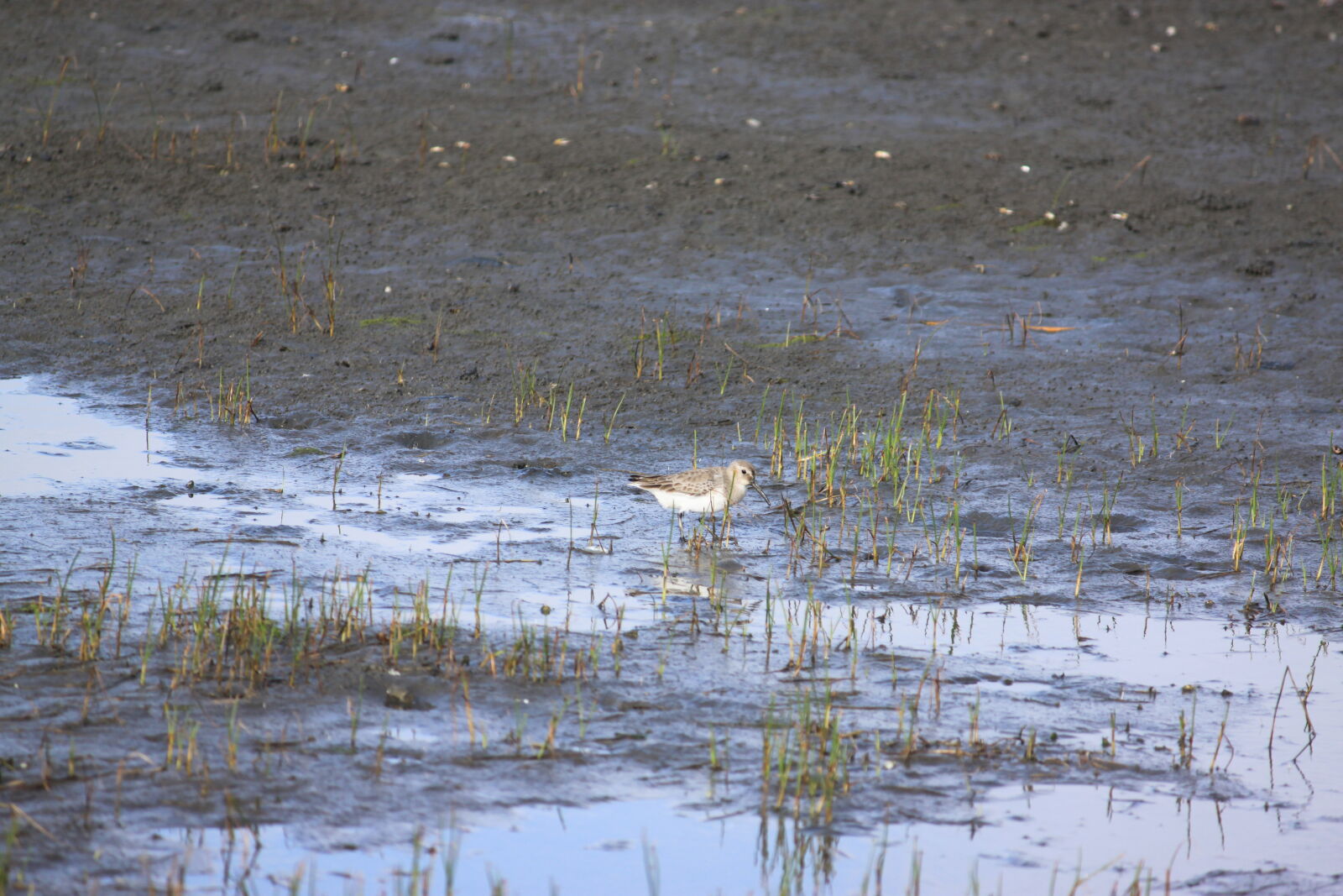 Canon EOS 500D (EOS Rebel T1i / EOS Kiss X3) + Canon EF-S 55-250mm F4-5.6 IS sample photo. Bird, gaomei, wetlands, taichung photography