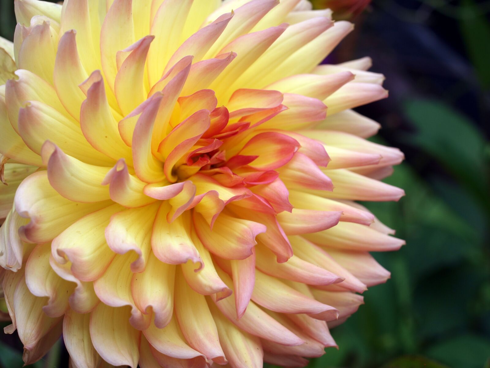 Olympus E-520 (EVOLT E-520) sample photo. Dahlia, flower, bloom photography