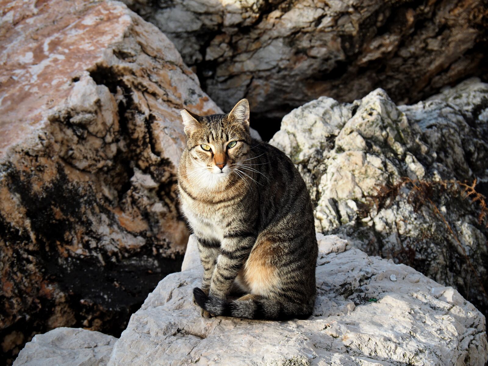 Olympus OM-D E-M5 II + OLYMPUS M.14-150mm F4.0-5.6 II sample photo. Cat, nature, feline photography