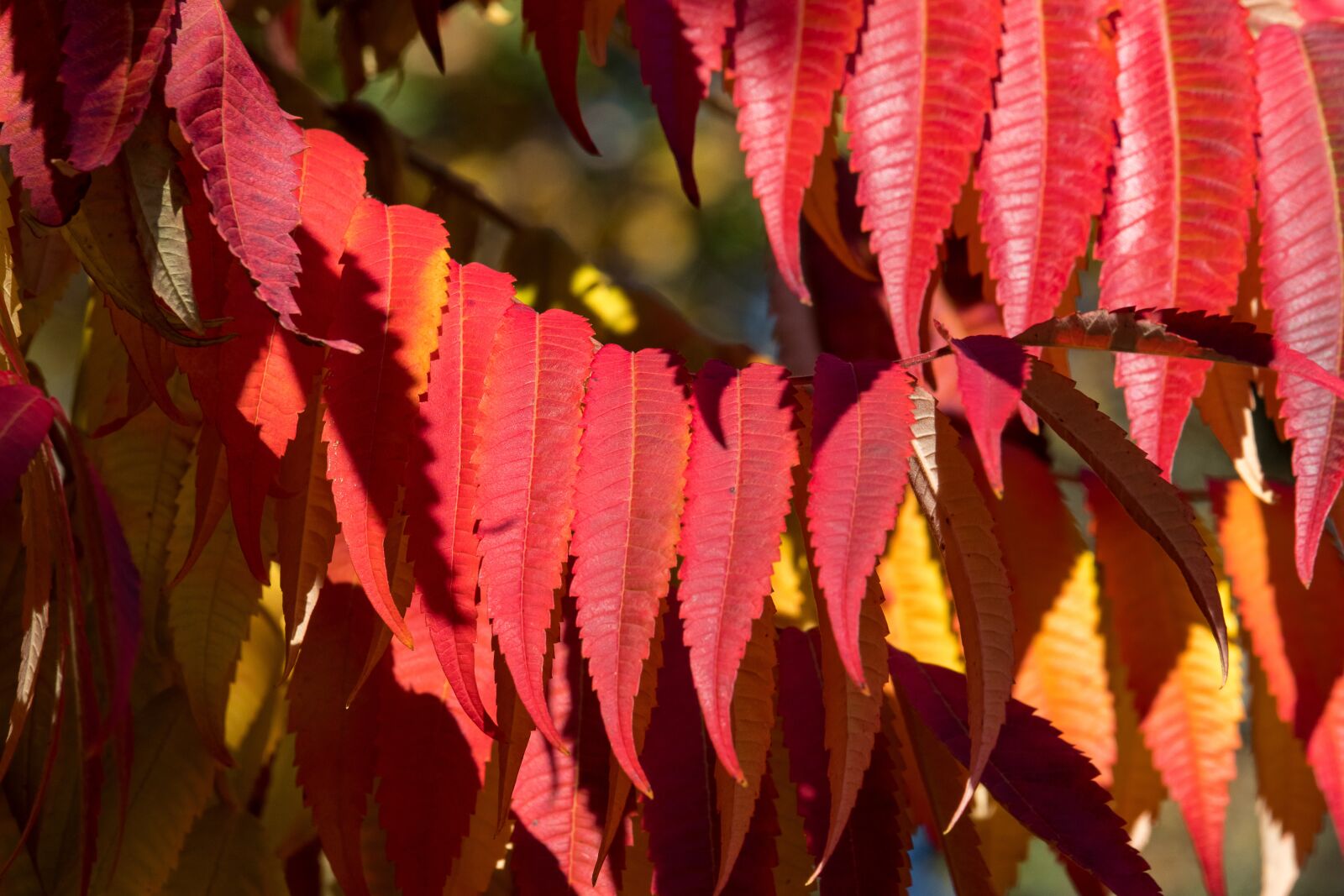 Canon EF-S 55-250mm F4-5.6 IS STM sample photo. Rhus, autumn, leaves photography
