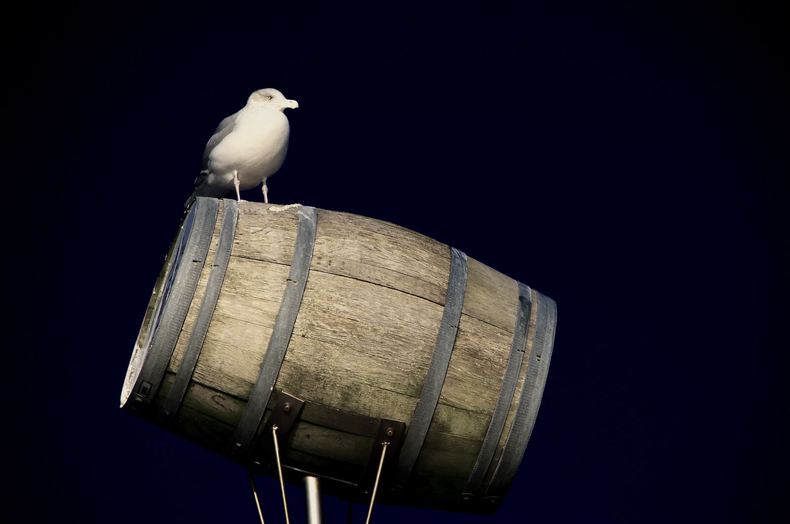 Nikon D300S sample photo. Gull, north sea, bird photography