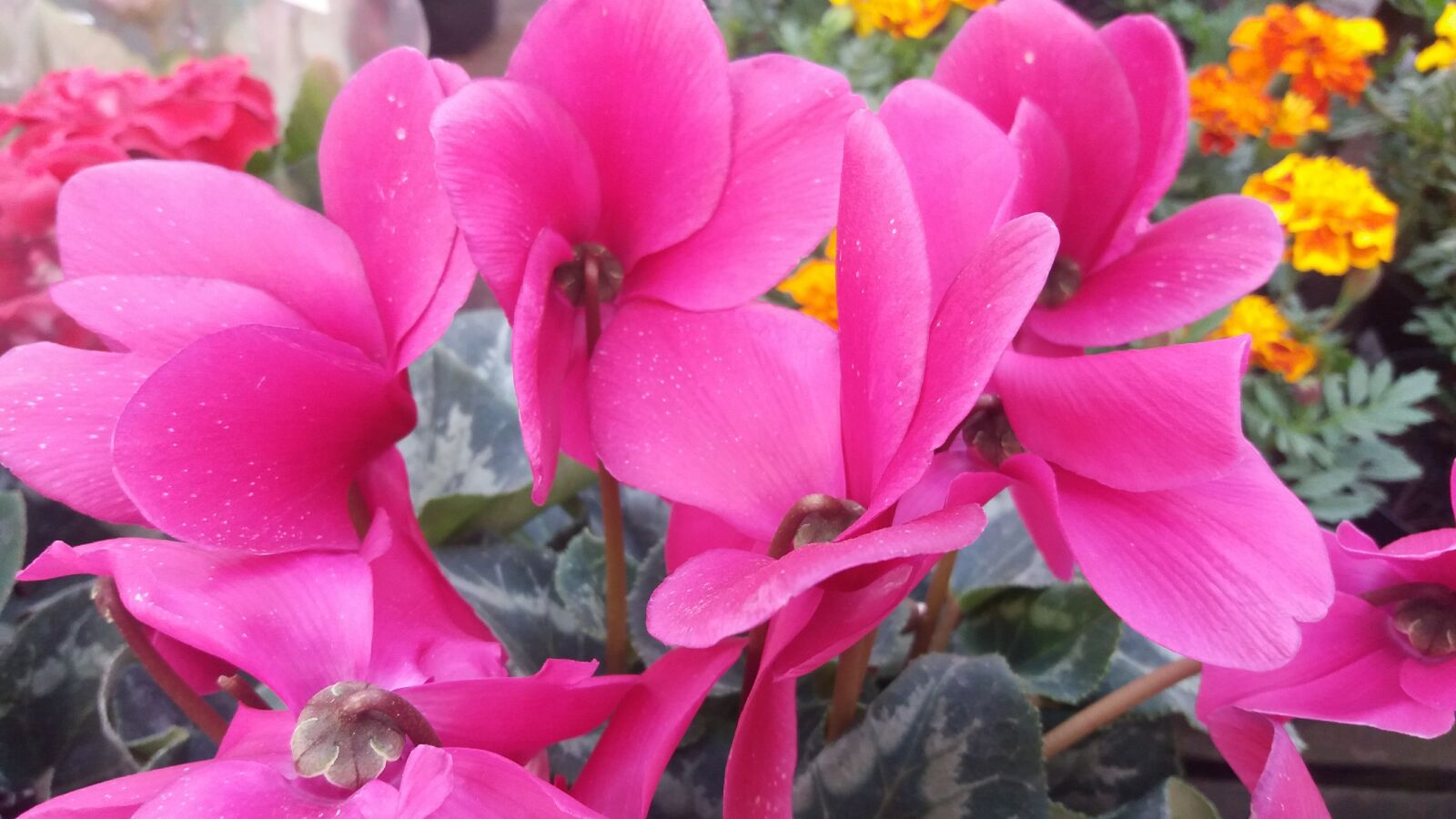 Samsung Galaxy J5 sample photo. Flower, nature, garden photography