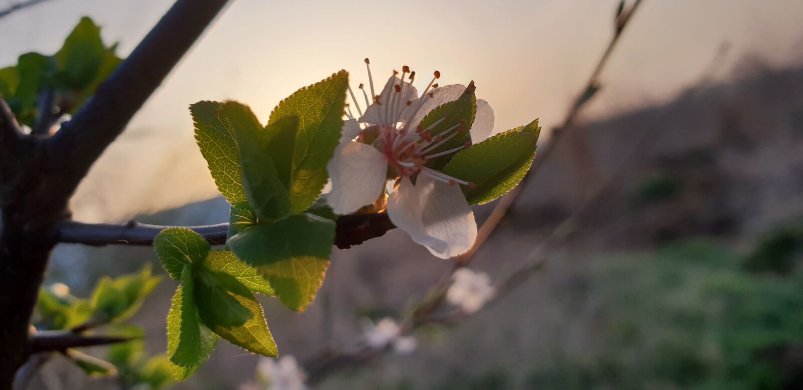 Samsung Galaxy S9+ sample photo. Nature, leaf, plant photography