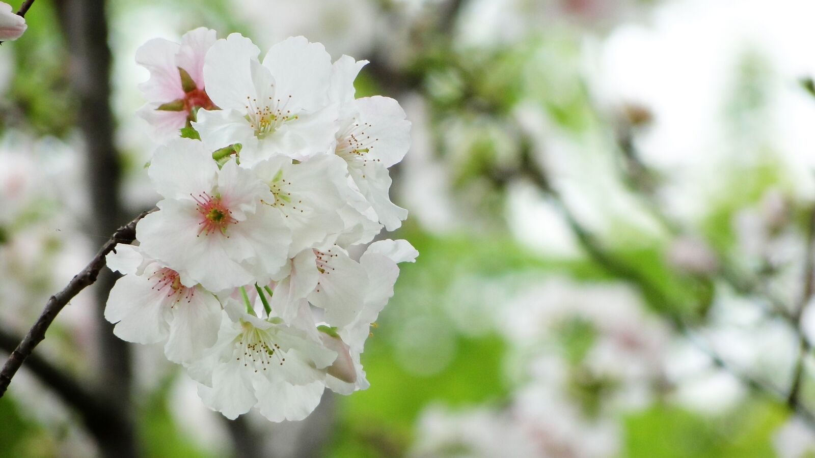 Sony Cyber-shot DSC-HX1 sample photo. Flower, cherry blossoms, the photography
