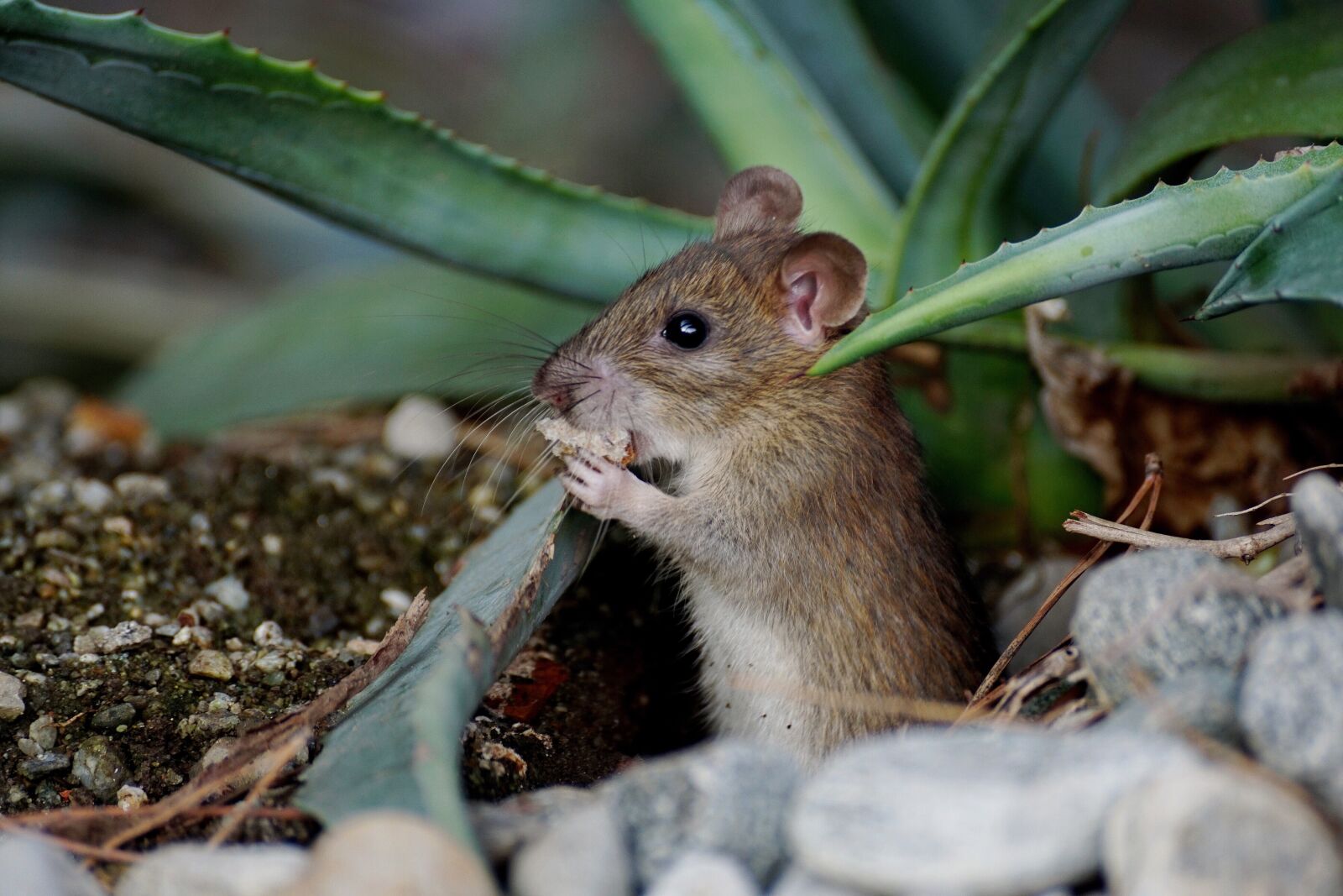 Sony DT 55-300mm F4.5-5.6 SAM sample photo. Mouse, nager, animal photography