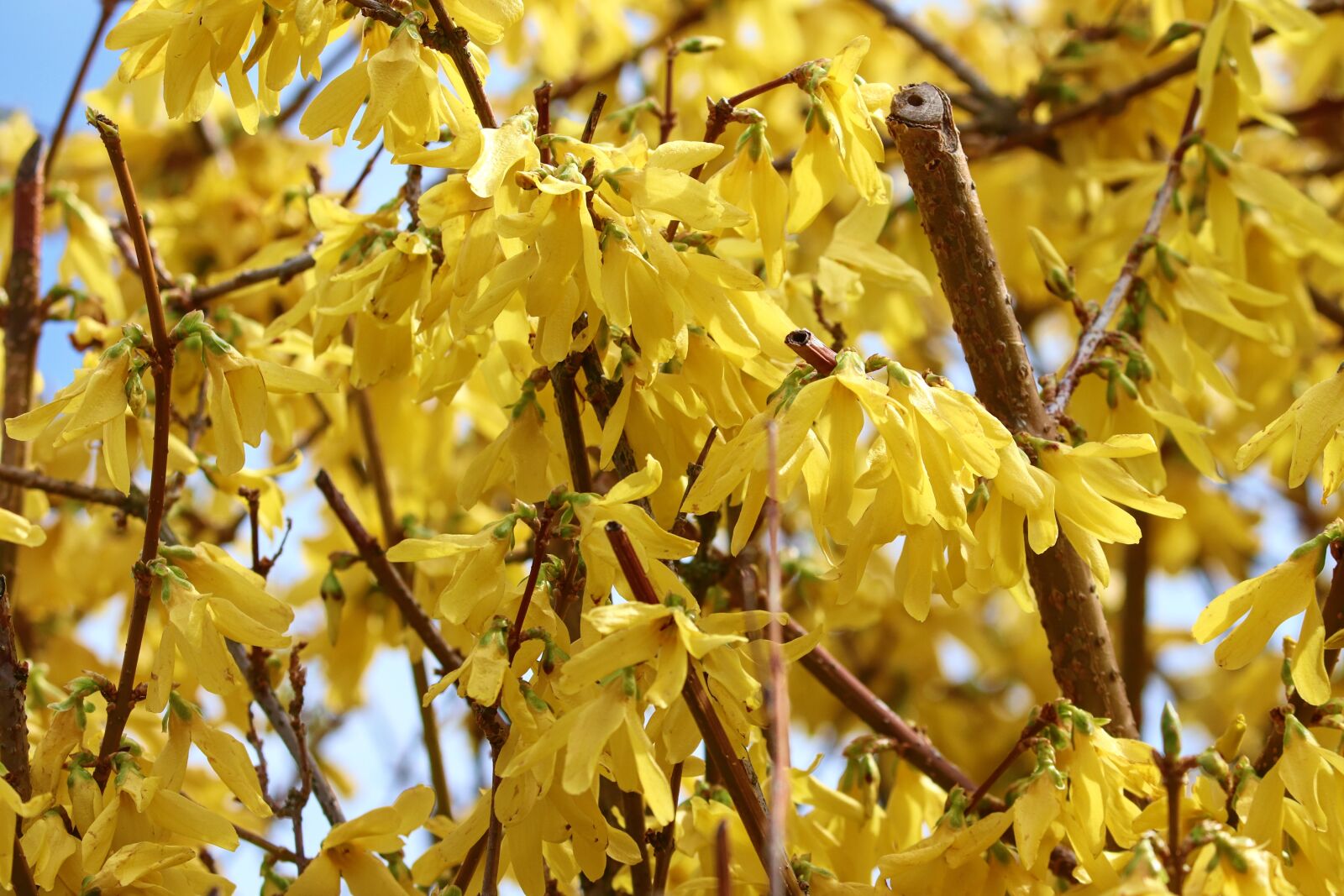 Canon EOS 200D (EOS Rebel SL2 / EOS Kiss X9) sample photo. Forsythia, garden forsythia, gold photography