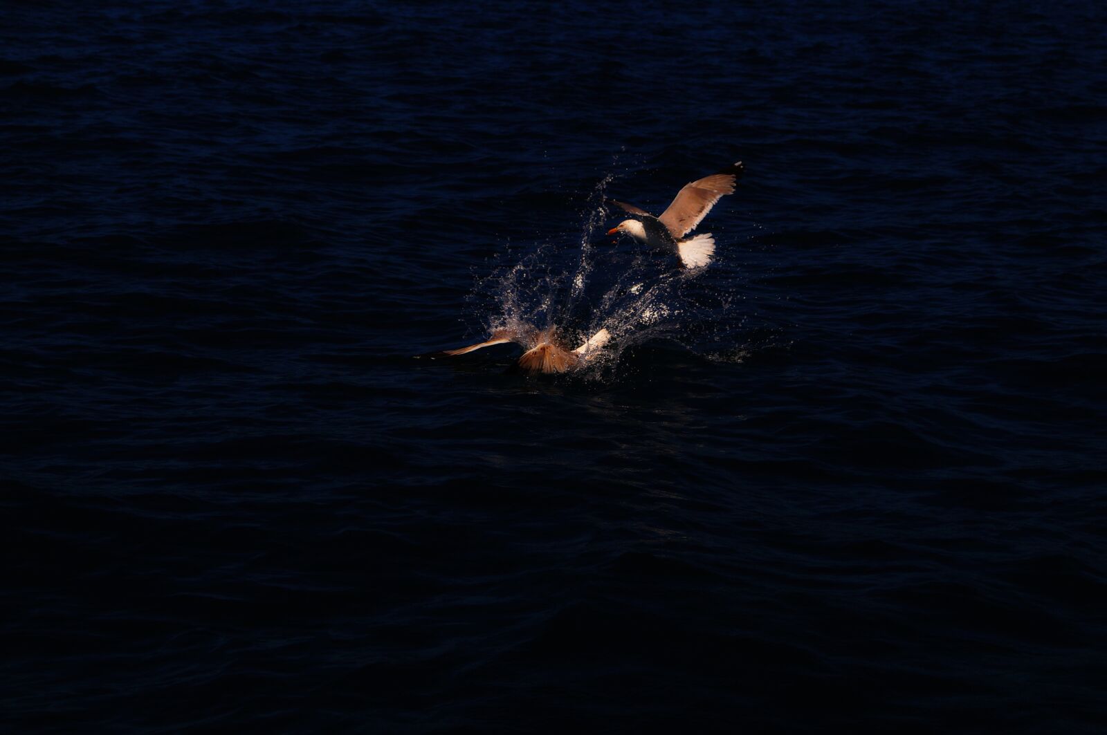 Sony SLT-A37 sample photo. Gocek, boat, type photography