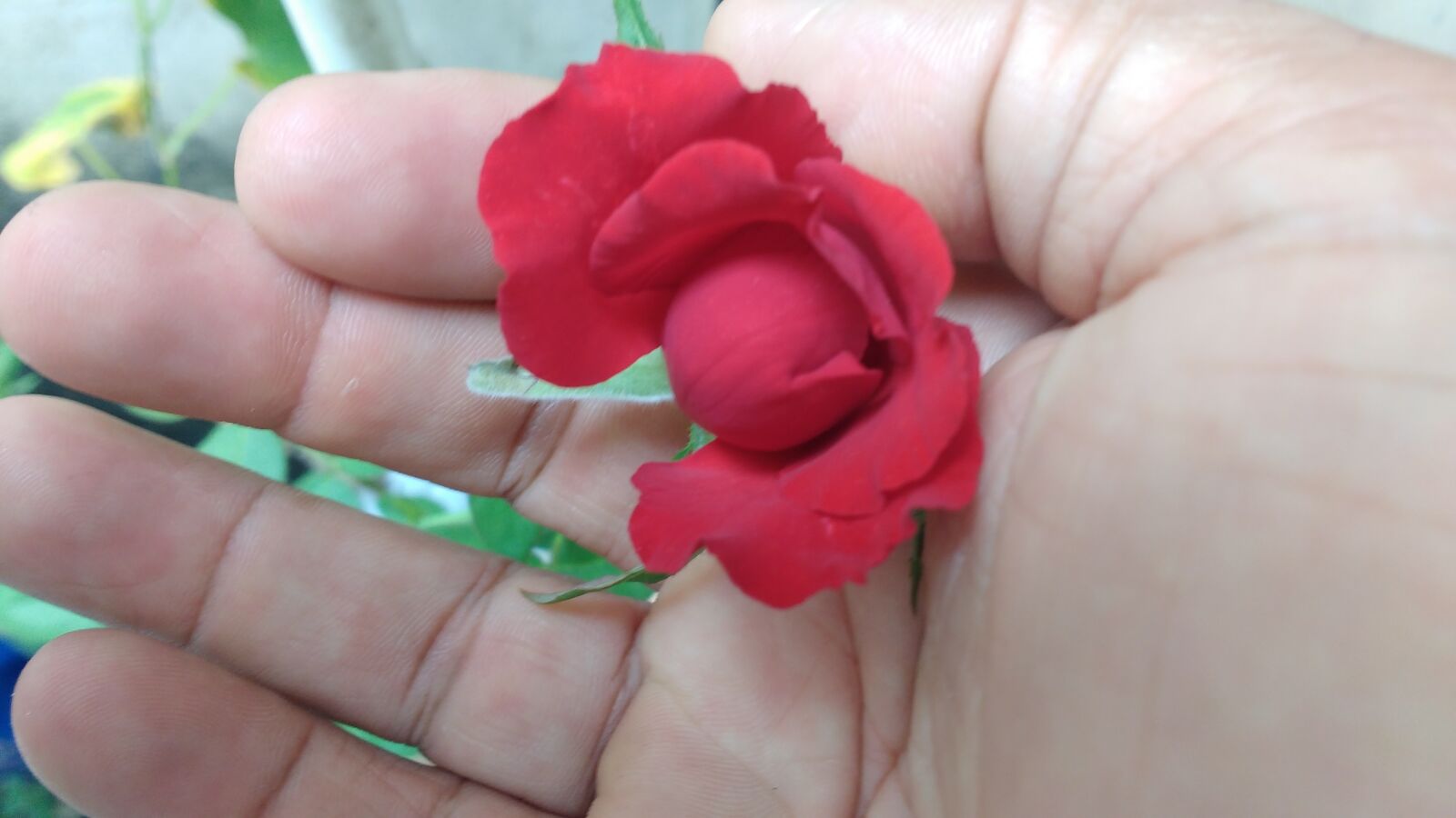 Motorola MotoG3 sample photo. The bud of a photography