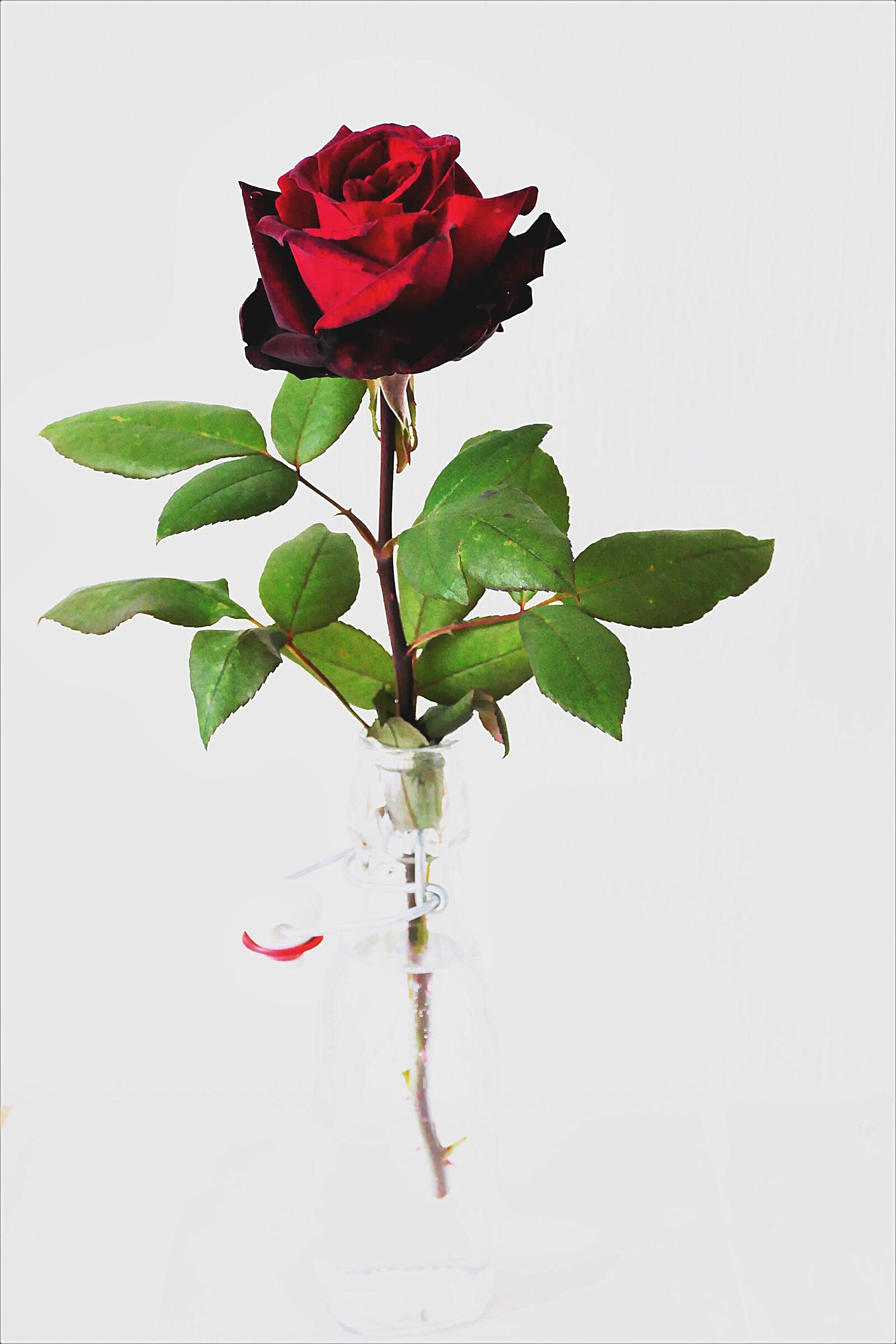 Panasonic Lumix DMC-FZ1000 sample photo. Red rose, abstract, lighting photography
