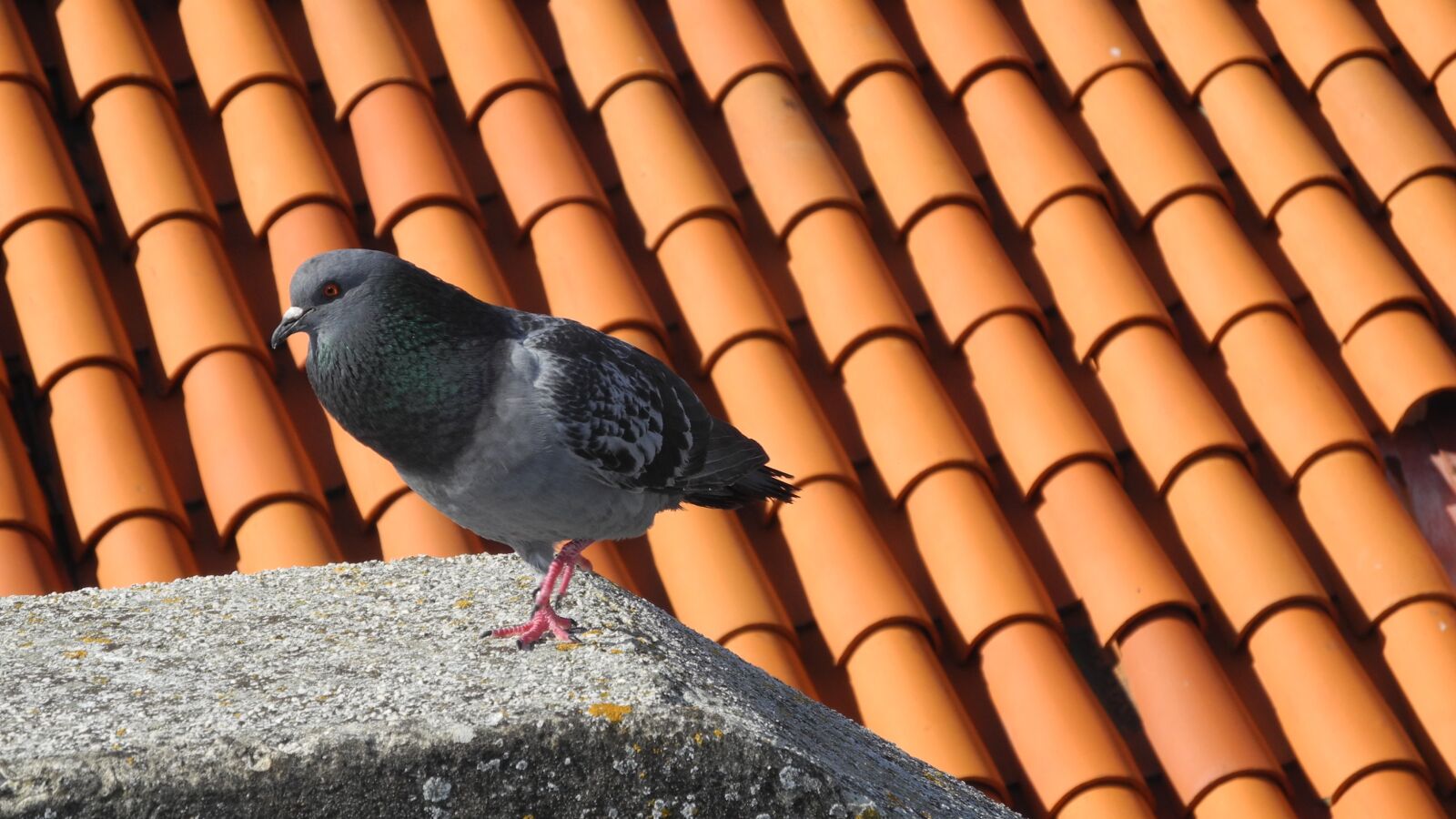 Nikon Coolpix P7000 sample photo. Dove, roof, tile photography