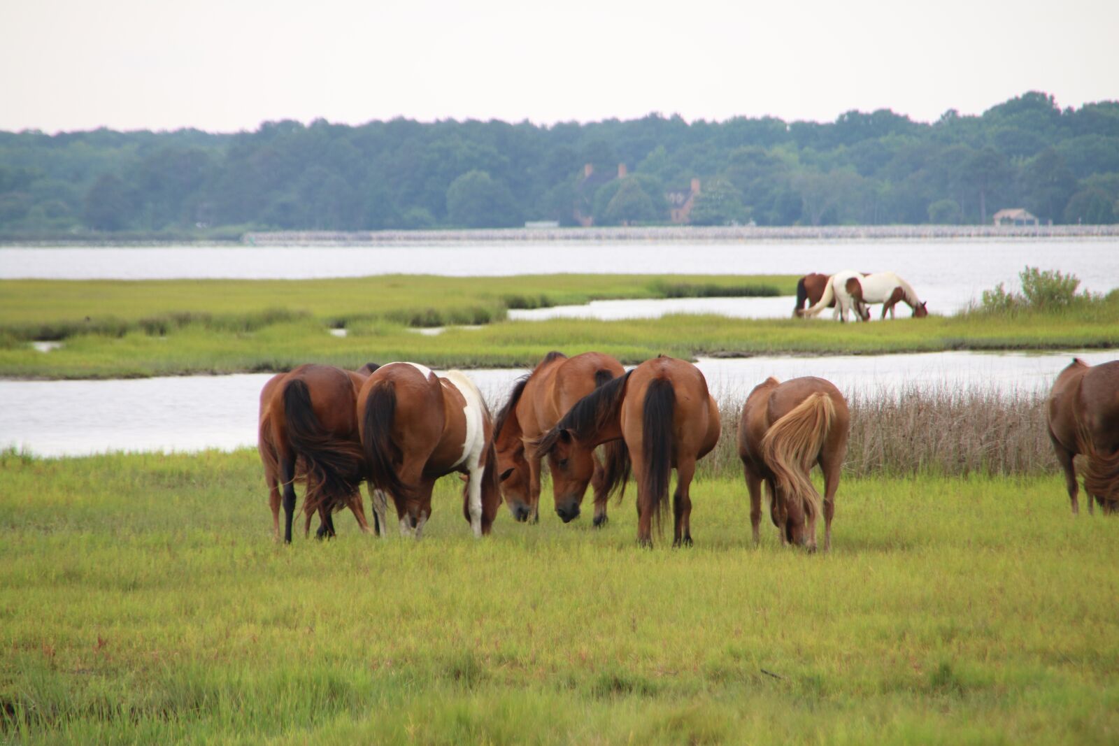 Canon EOS 70D sample photo. Wild, horses, marsh photography
