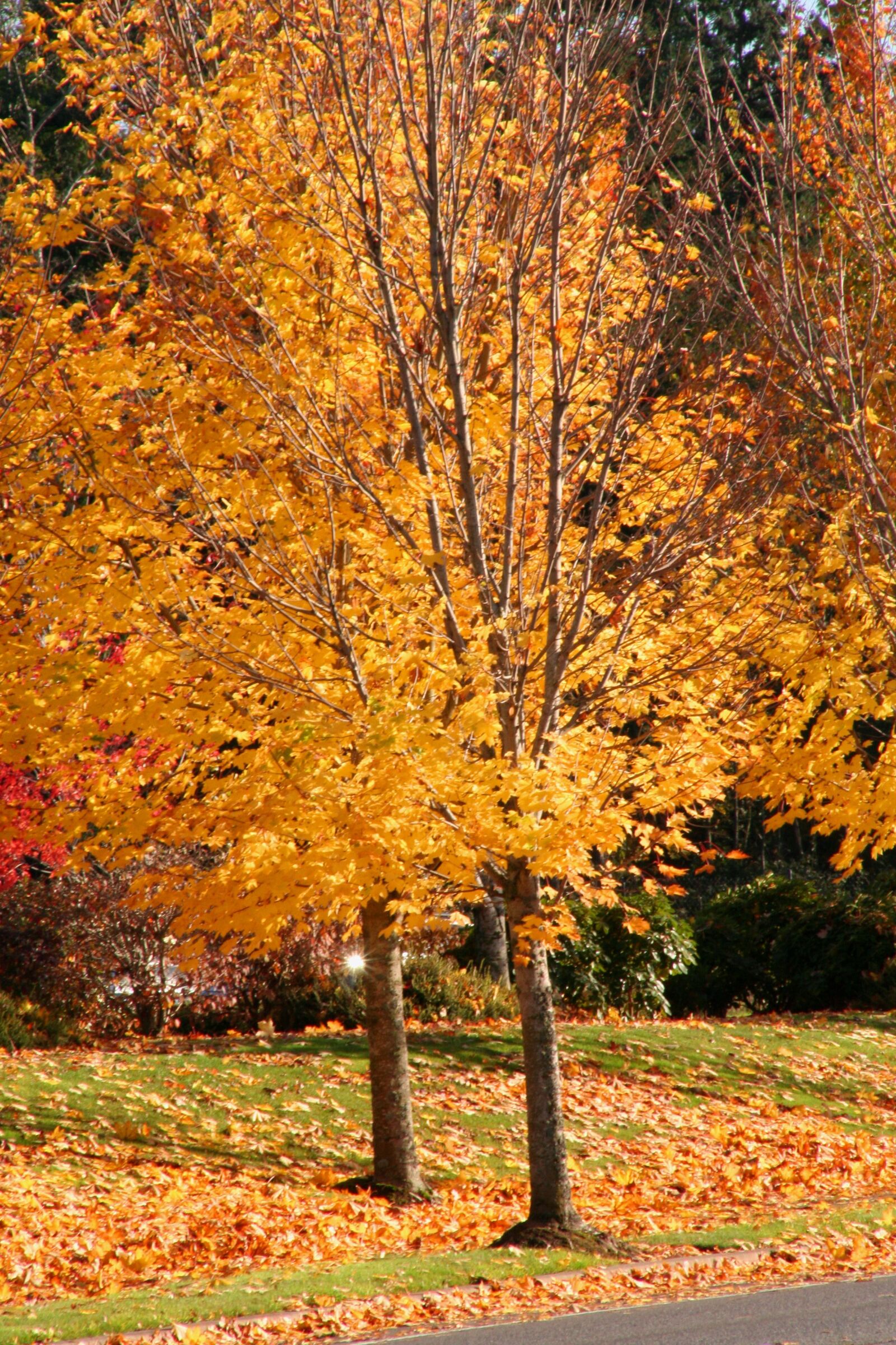 Canon EOS 350D (EOS Digital Rebel XT / EOS Kiss Digital N) sample photo. Fall leaves, orange, trees photography
