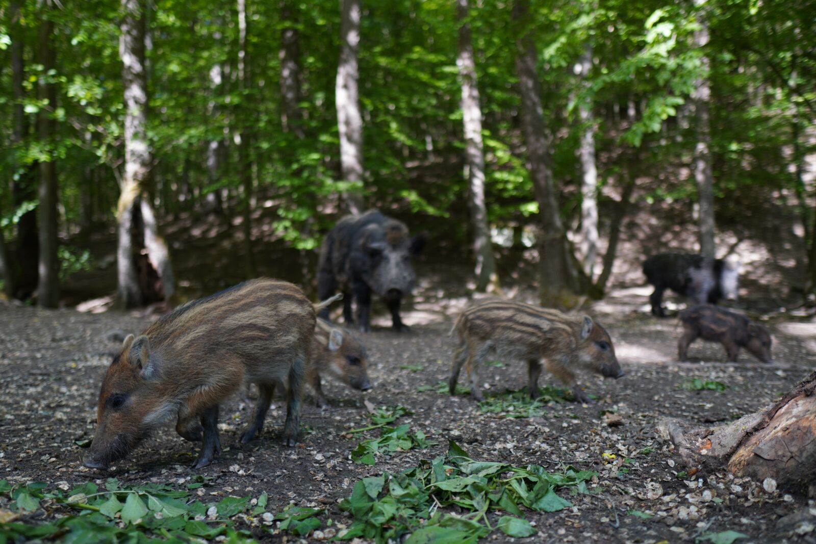 Sony a6400 + Sigma 16mm F1.4 DC DN | C sample photo. Wild boar, pig, sows photography