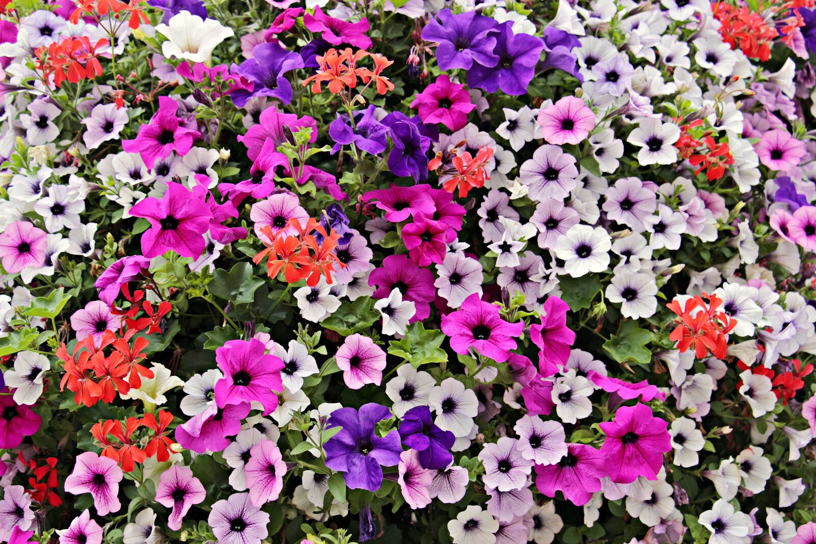 Canon EOS 100D (EOS Rebel SL1 / EOS Kiss X7) sample photo. Flowers, sea of flowers photography