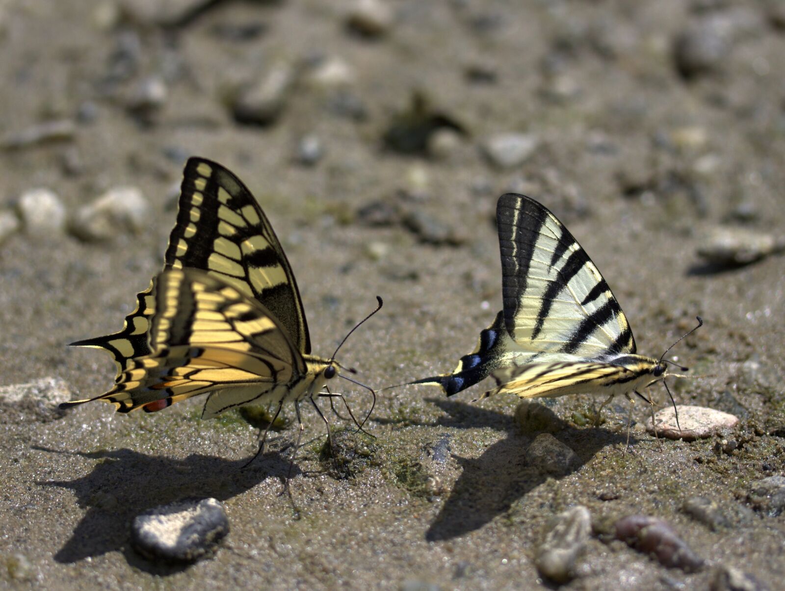 Canon EF-S 60mm F2.8 Macro USM sample photo. Butterfly, dovetail, drink photography