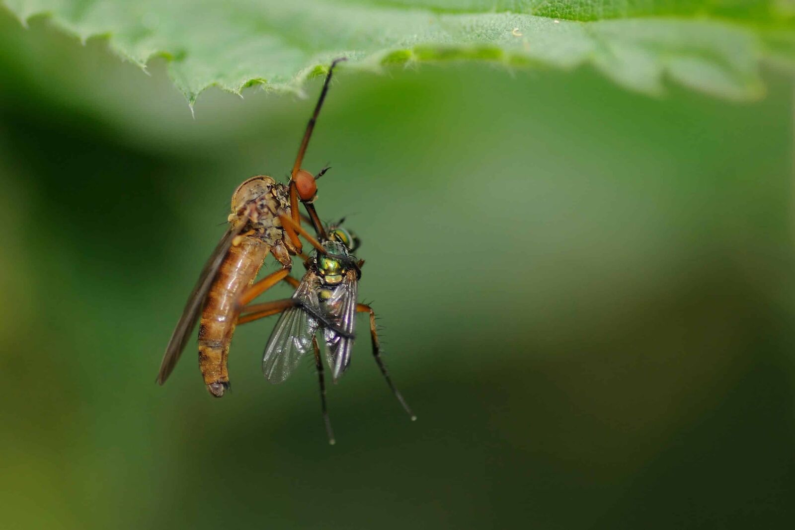Nikon D300 sample photo. Insect, fly, invertebrate, animal photography