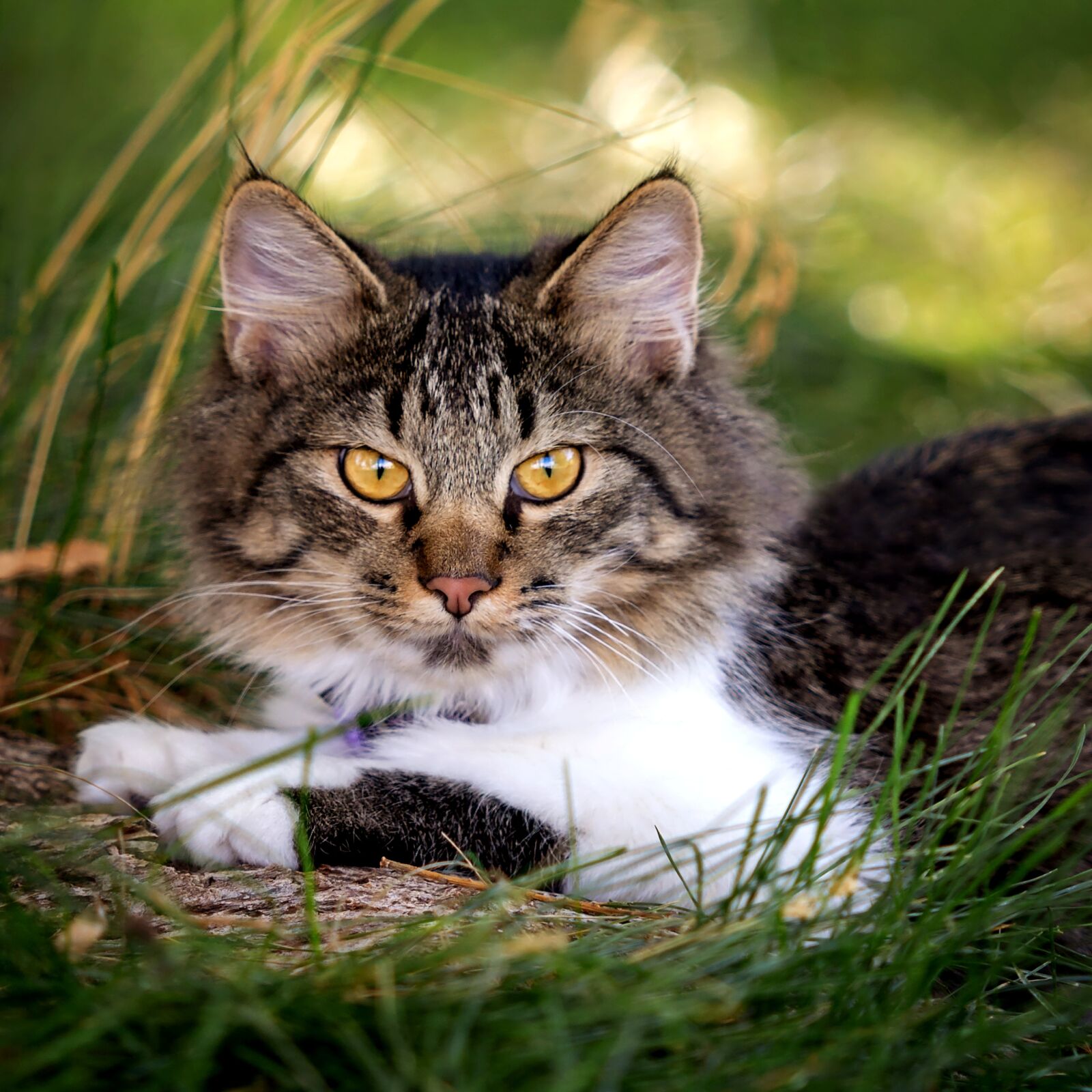 Nikon D7200 sample photo. Cat, cute, kitten photography