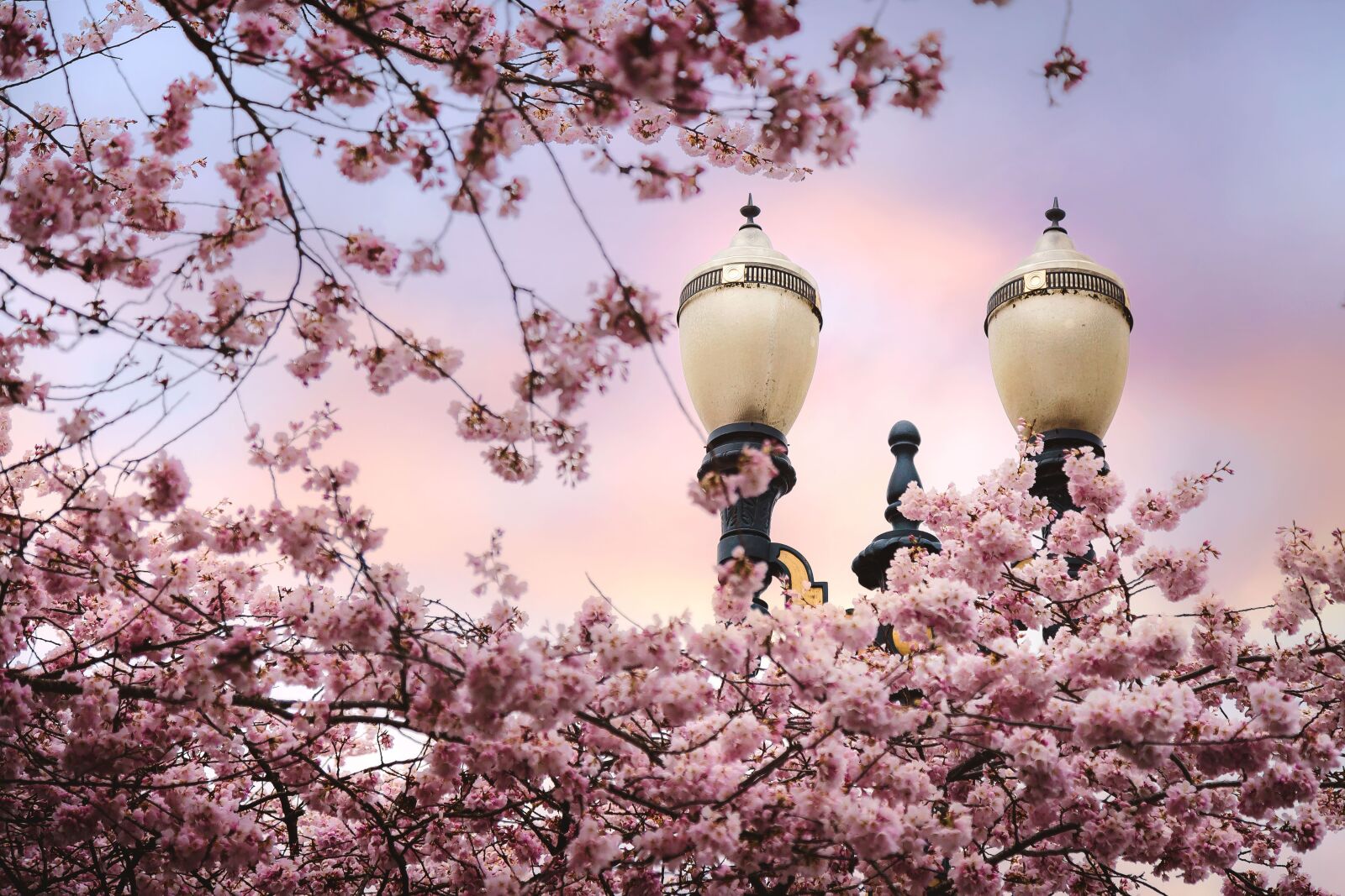 Canon EF 24-105mm F4L IS USM sample photo. Pink, blossom, trees photography