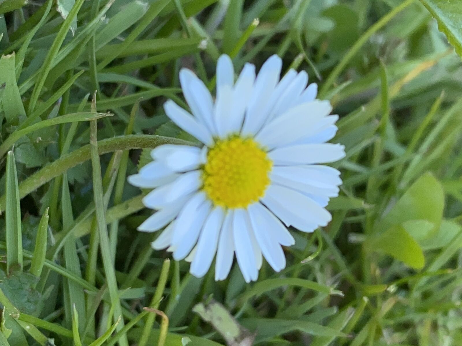 Apple iPhone 11 Pro + iPhone 11 Pro back camera 4.25mm f/1.8 sample photo. Daisy, nature, spring photography