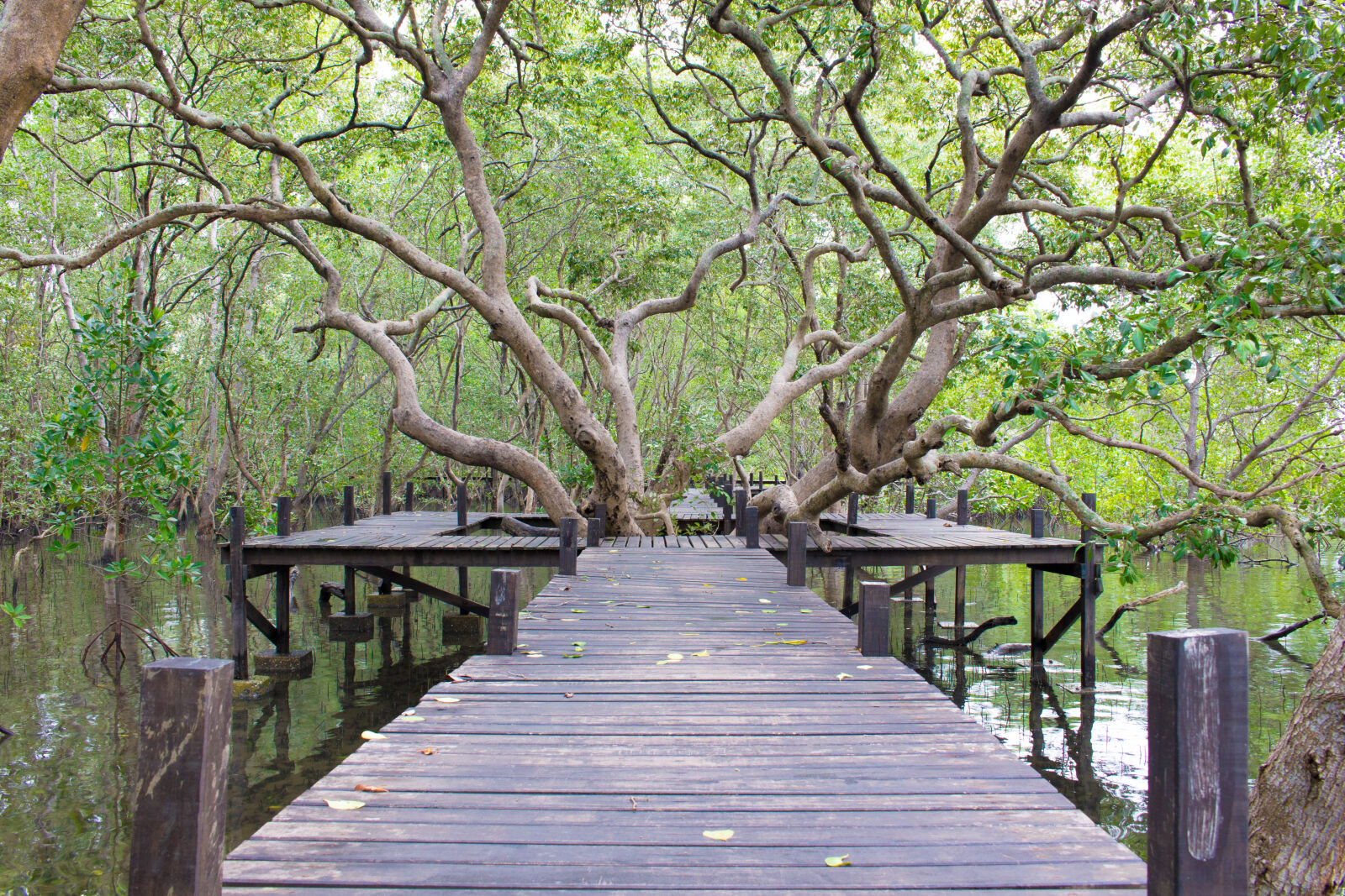 Canon EOS 100D (EOS Rebel SL1 / EOS Kiss X7) sample photo. Environment, forest, green, mangrove photography