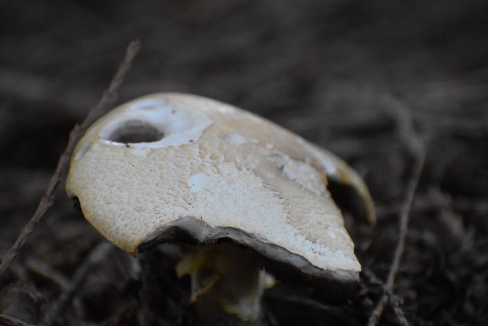 Nikon D3500 sample photo. Mushroom, nature, forest photography