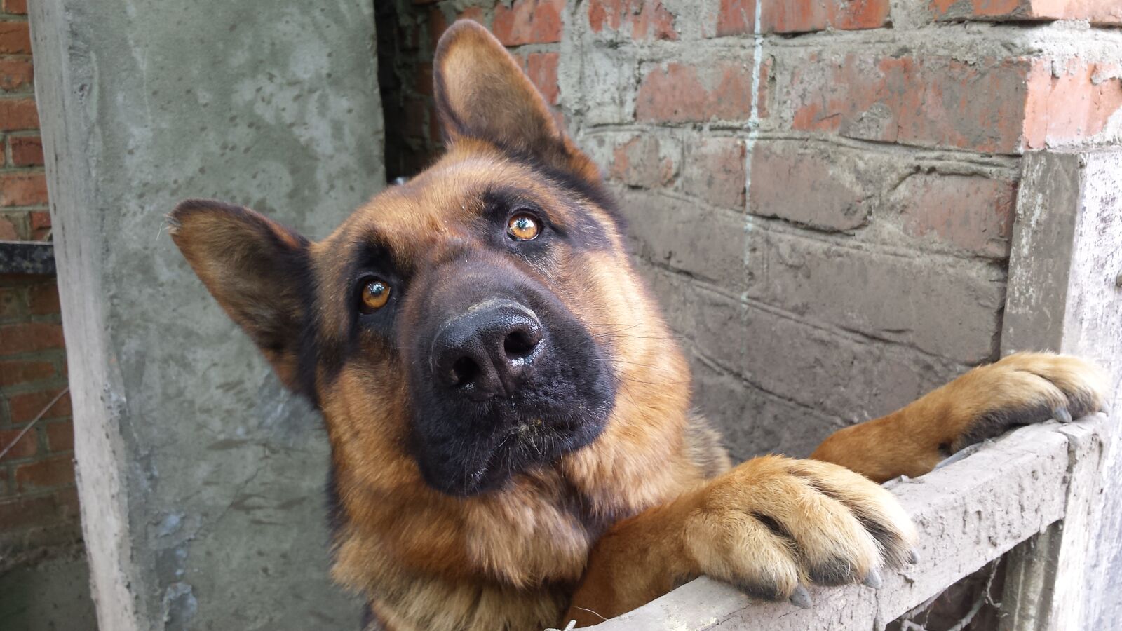 Samsung Galaxy S4 sample photo. Dog, german shepherd, animals photography