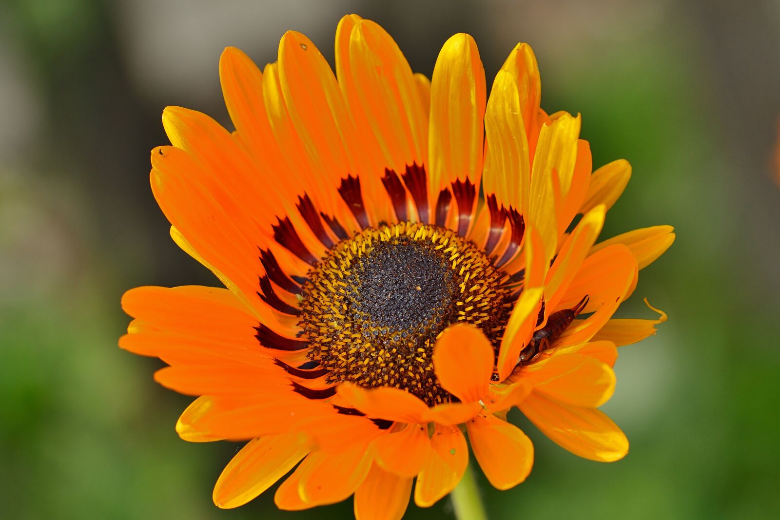 Nikon D5200 sample photo. Flower, blossom, bloom photography