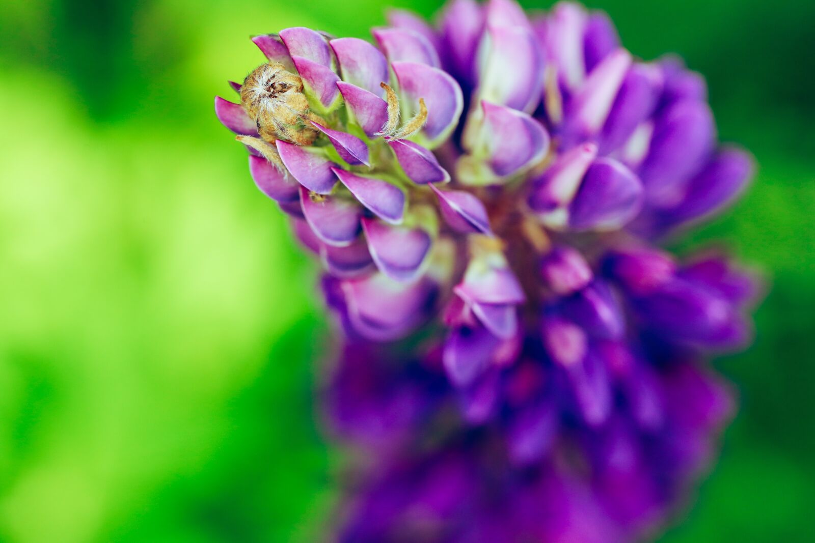 Canon EOS R + Canon EF 100mm F2.8L Macro IS USM sample photo. Lupins, flower, summer photography