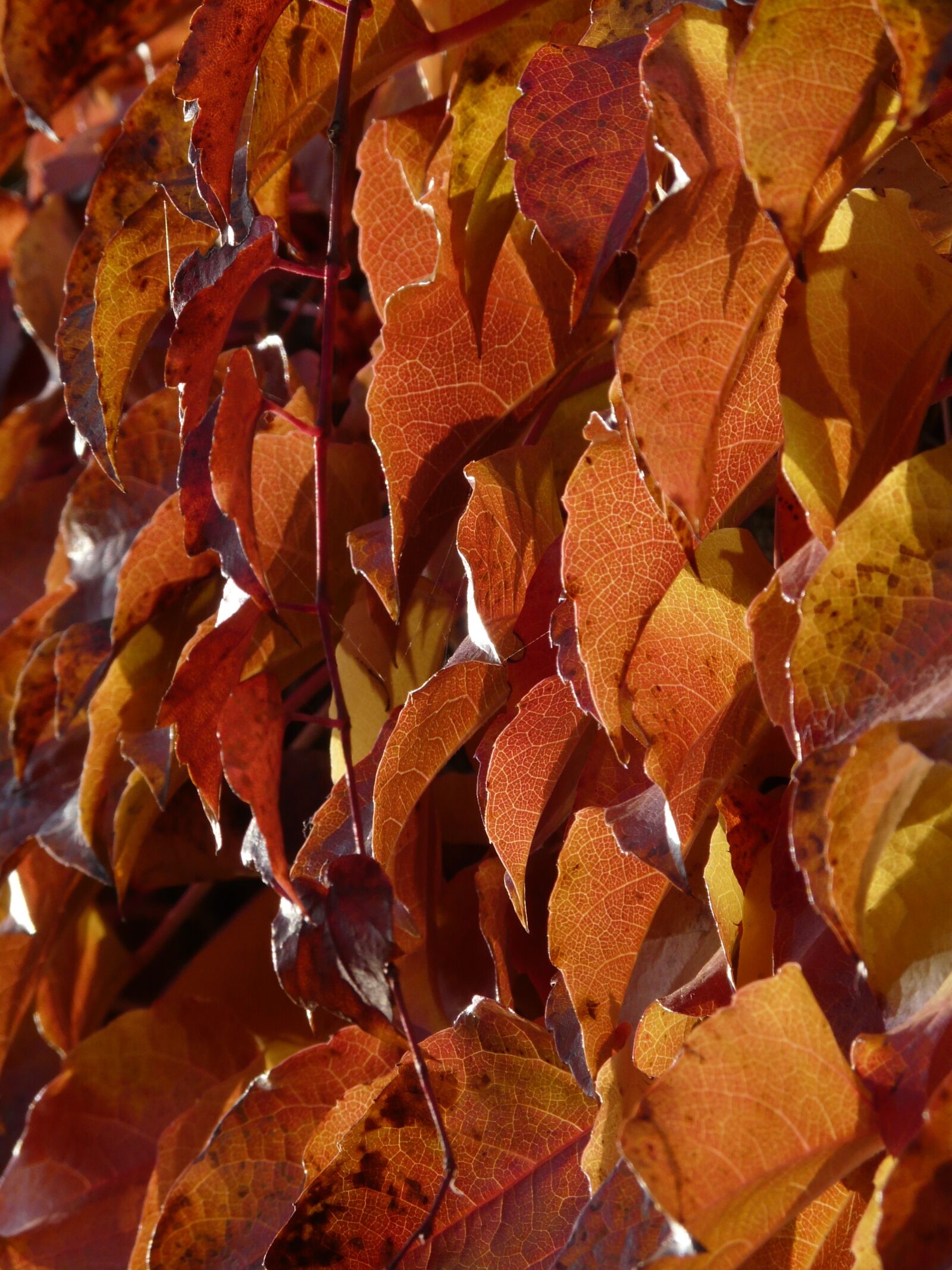 Panasonic DMC-FZ18 sample photo. Wine partner, coloring, red photography
