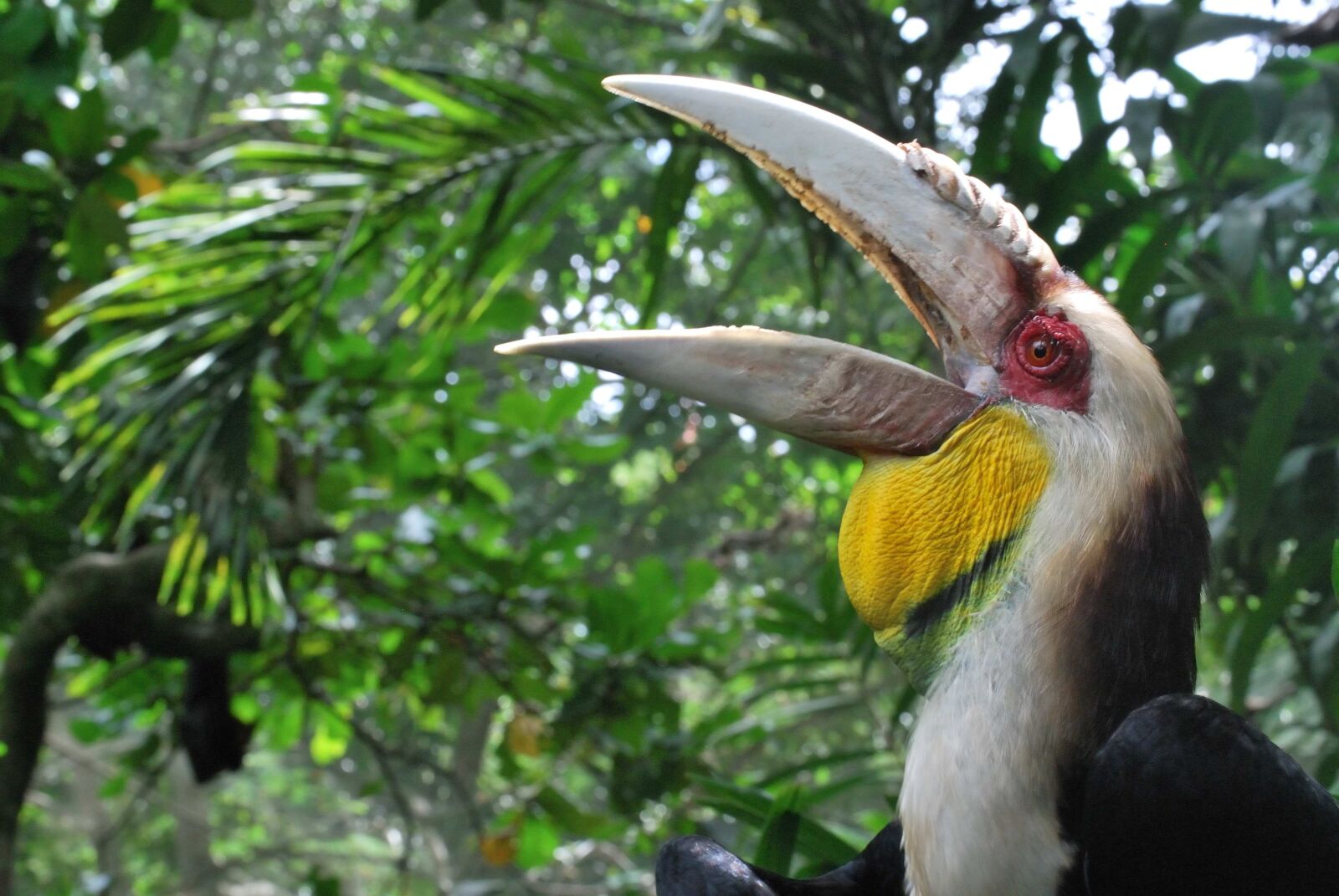 Nikon D60 sample photo. Bird, hornbill, nature photography