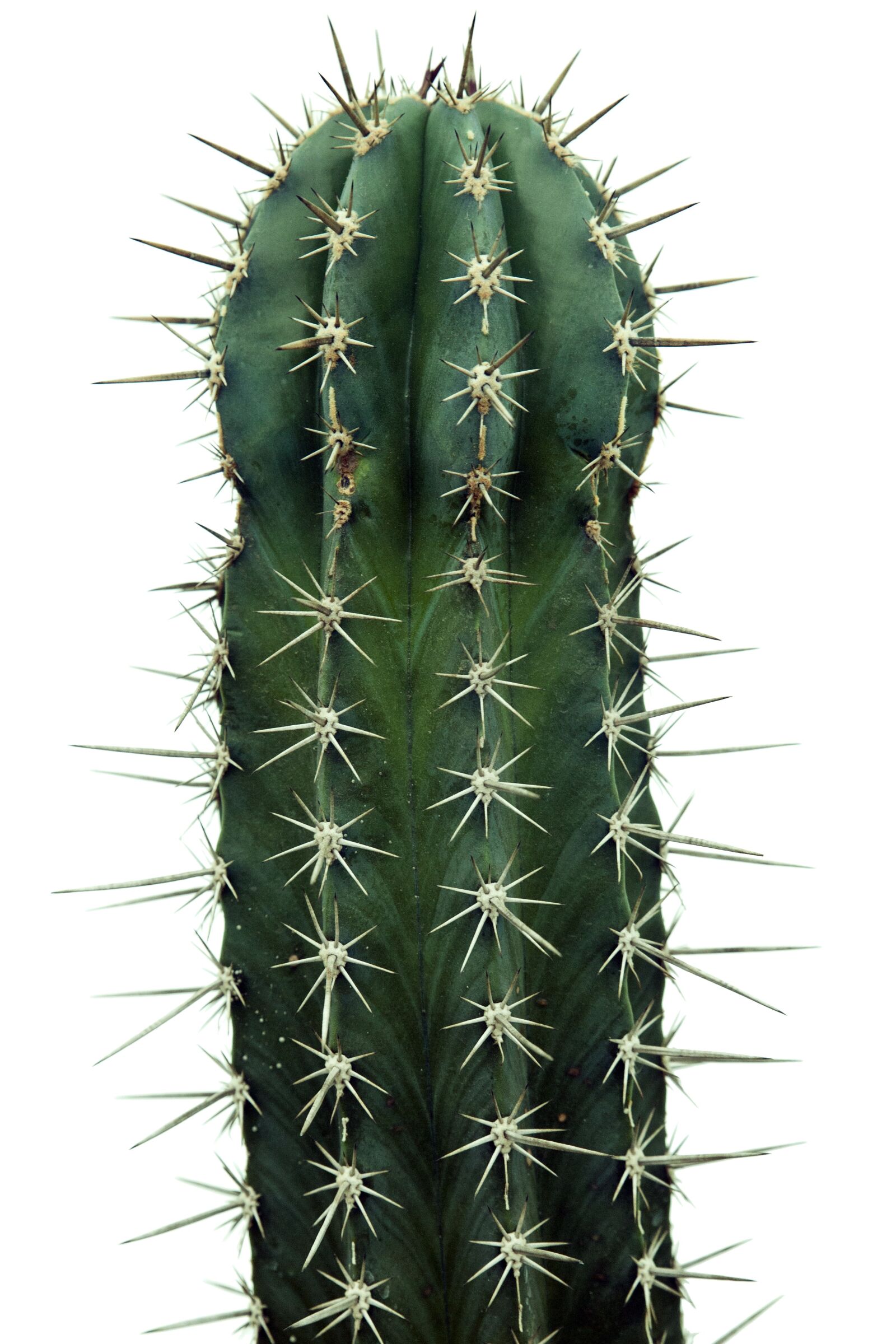 Canon EOS 5D sample photo. Cactus, nature, plants photography