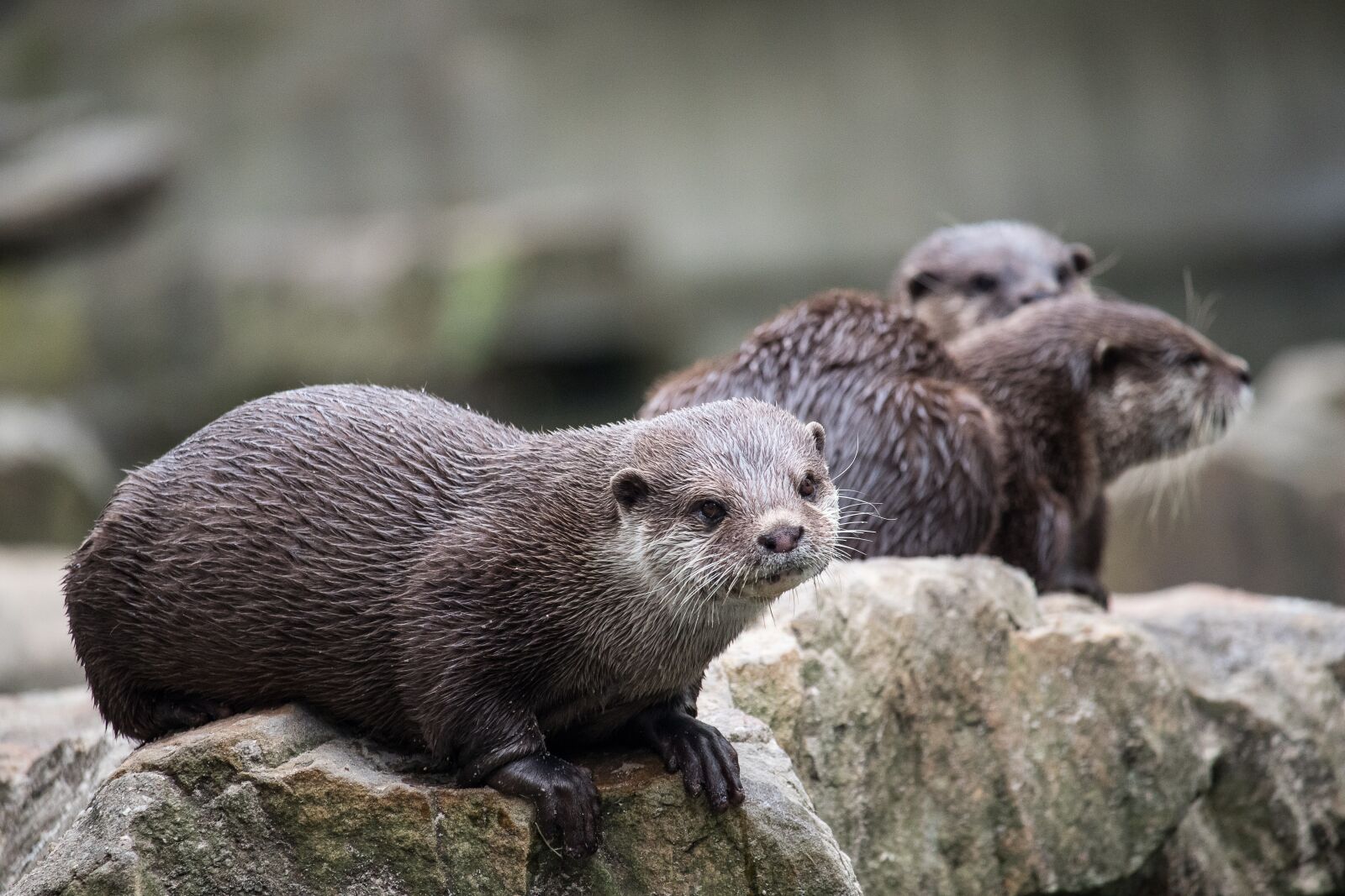 Canon EF-S 55-250mm F4-5.6 IS STM sample photo. Otter, mammal, rodent photography