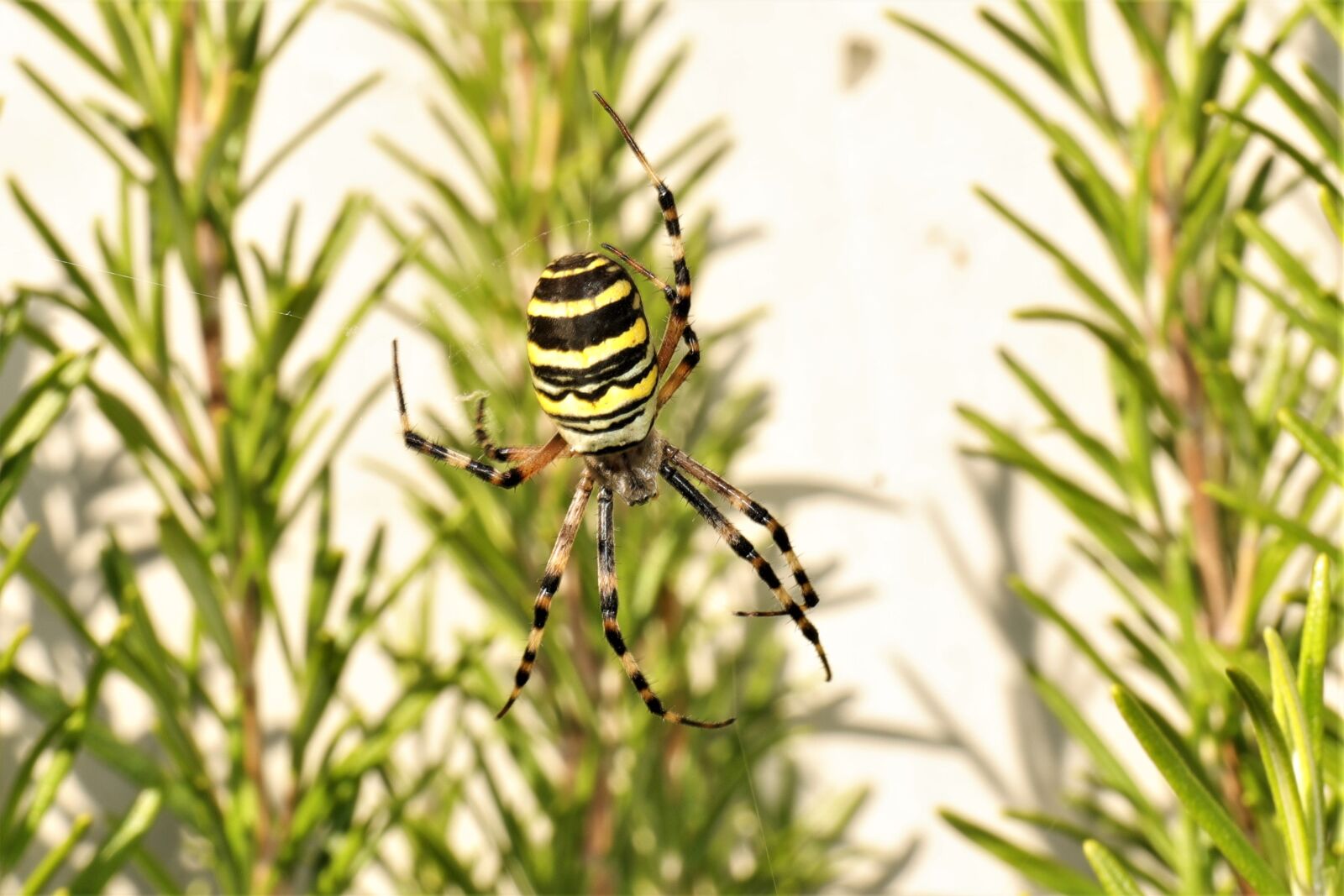 Canon EOS 5D Mark IV + Canon EF 24-70mm F4L IS USM sample photo. Wasp spider, spider, cobweb photography
